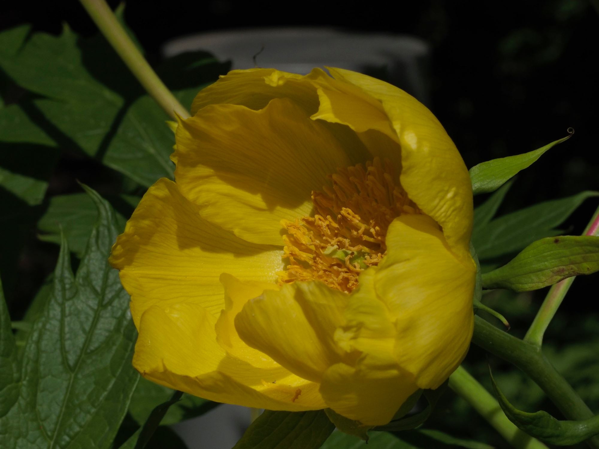 Image of Paeonia ludlowii