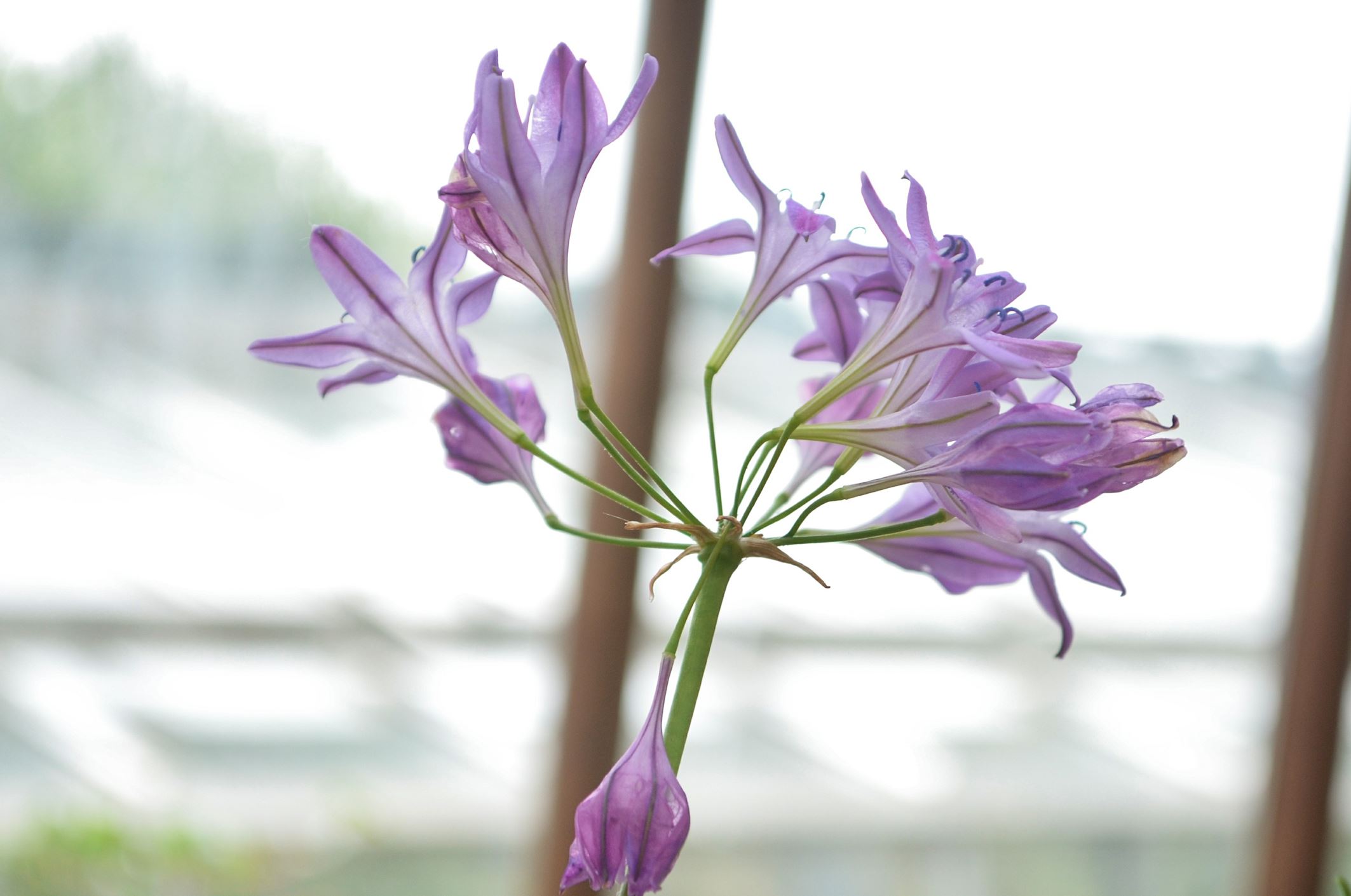 Image of Triteleia 'Crystal Pink'