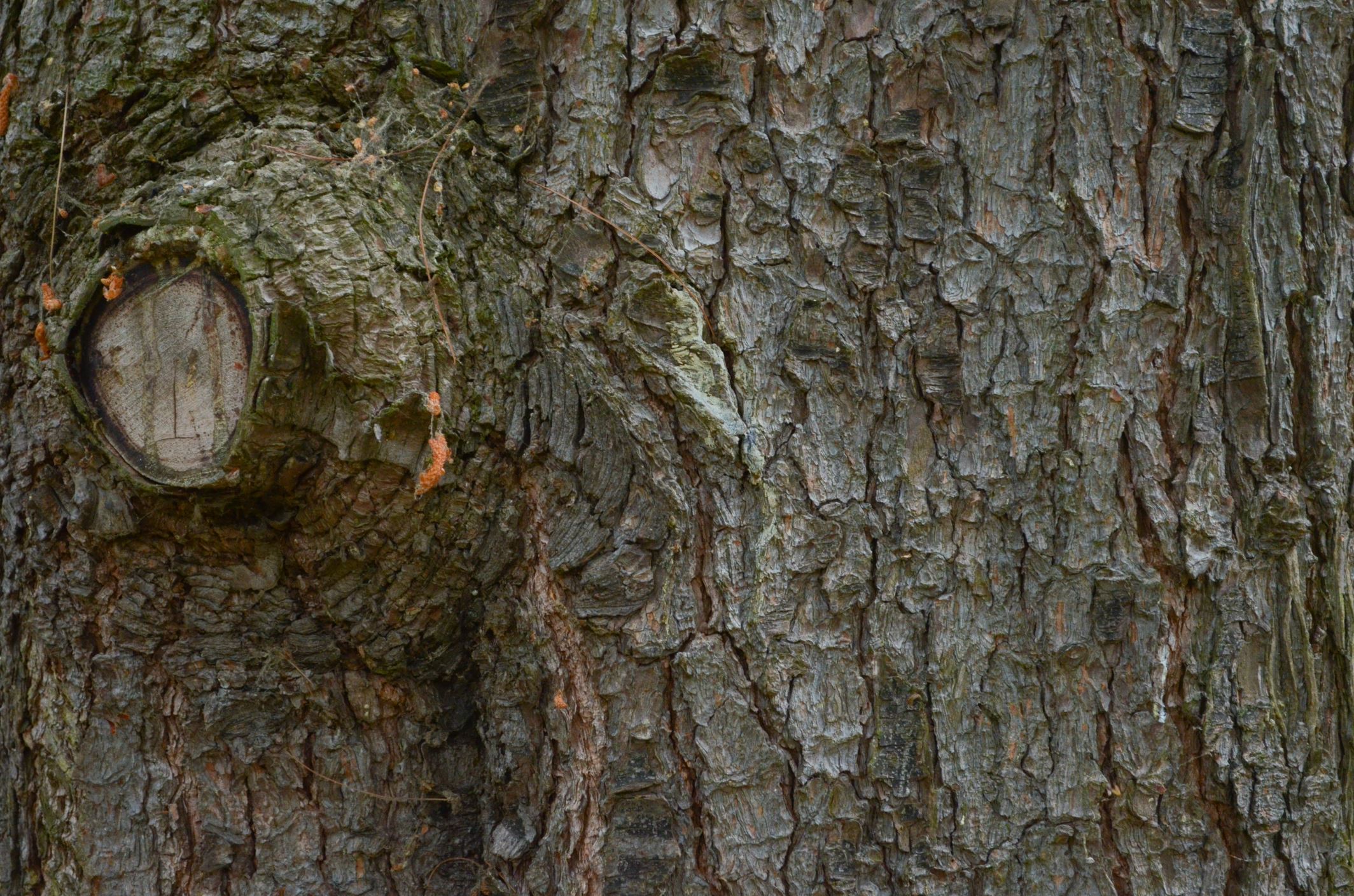 Image of Pinus Ã— holfordiana