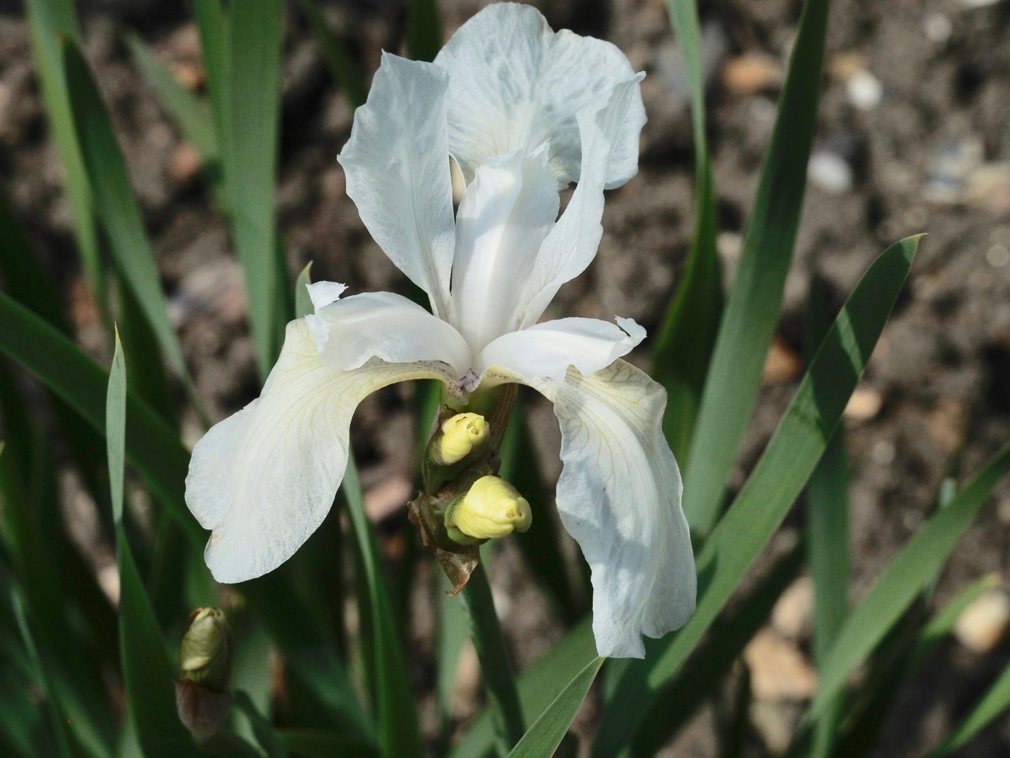 Image of Iris sibirica 'Alba'