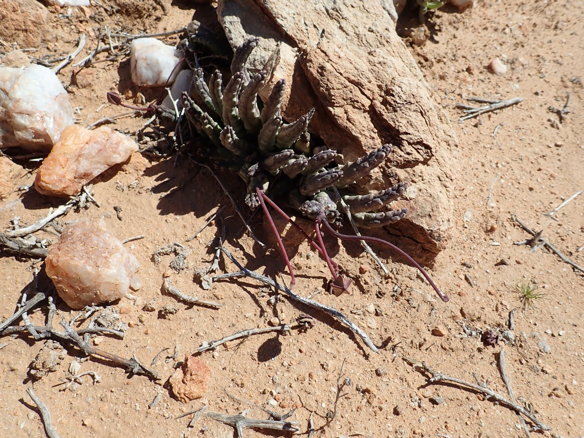 Image of Tromotriche pedunculata