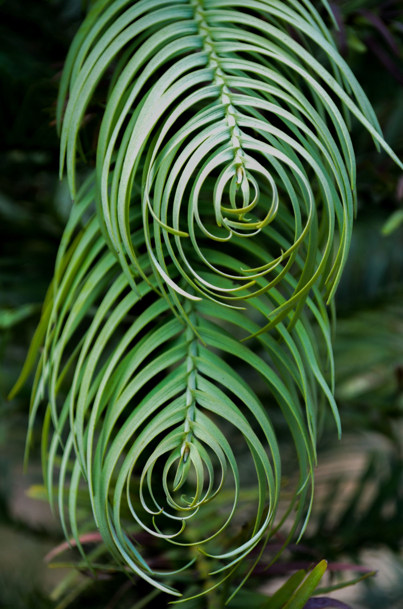 Image of Wollemia nobilis
