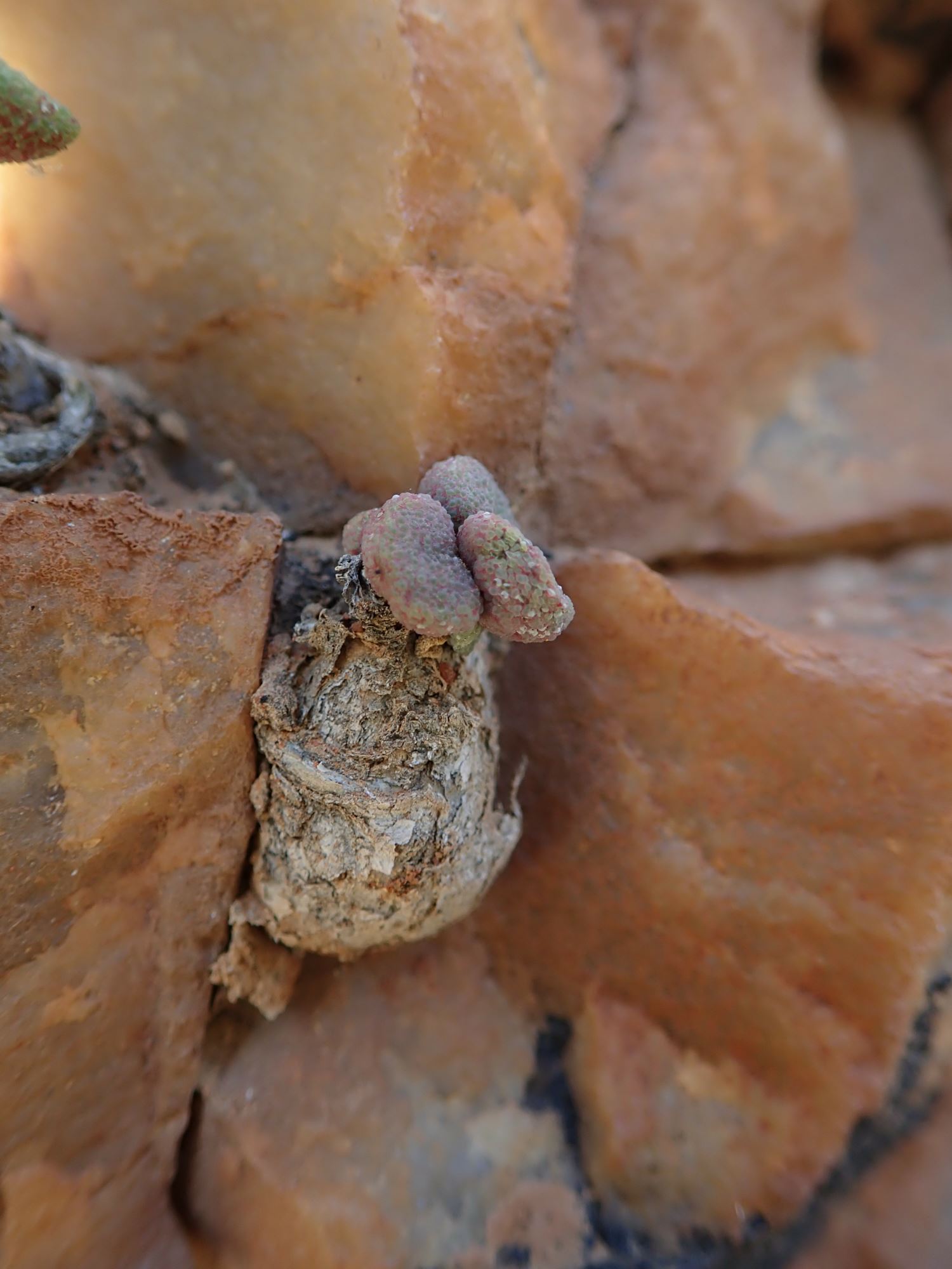 Image of Tylecodon similis