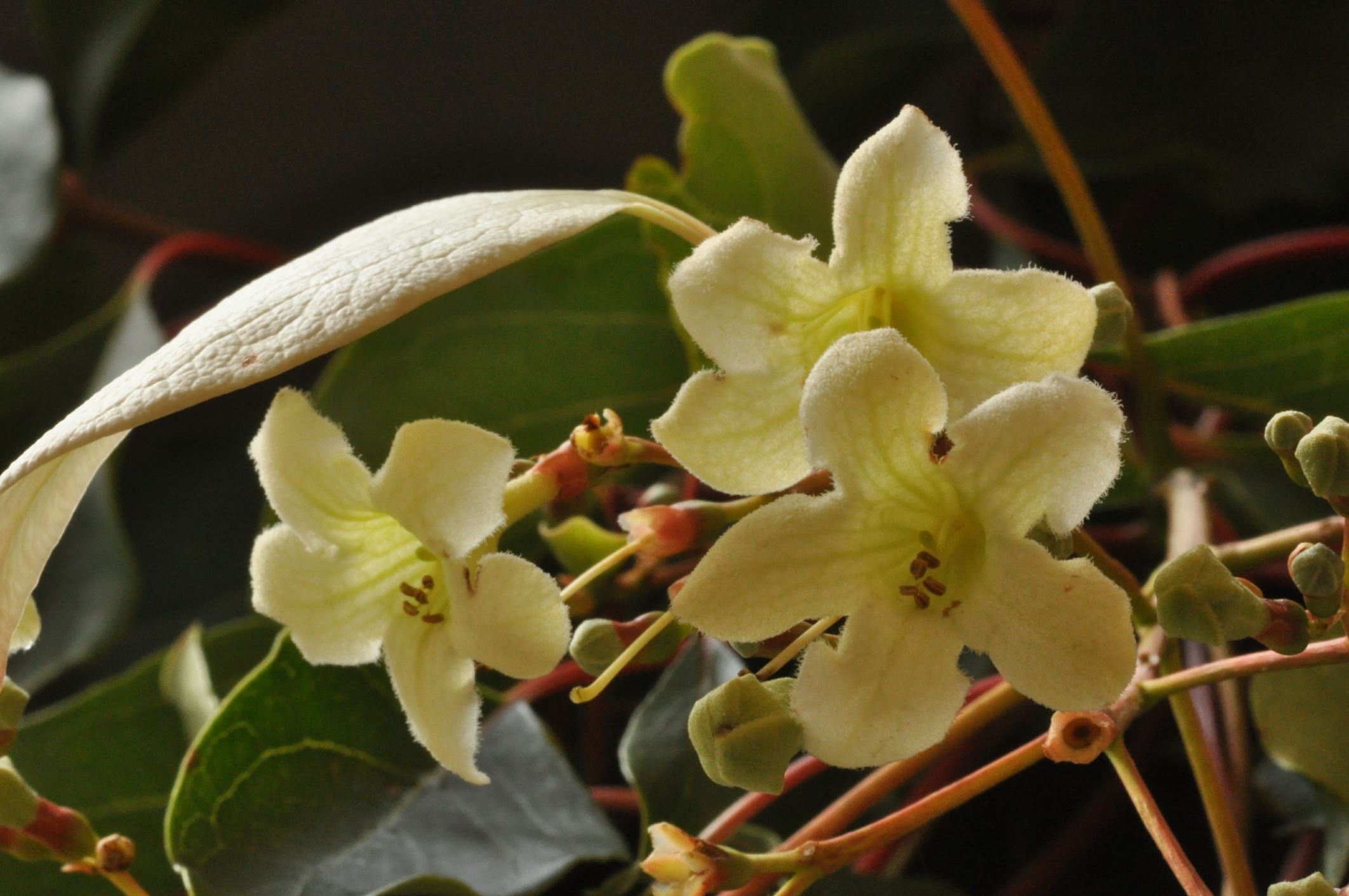 Image of Emmenopterys henryi