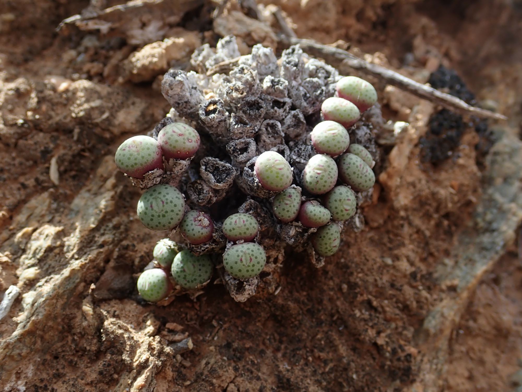Image of Conophytum sp.