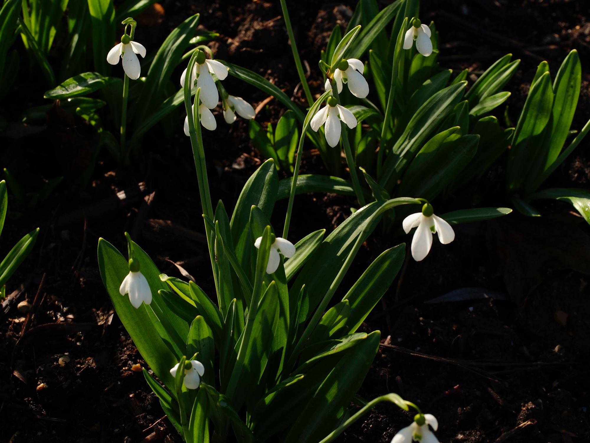 Image of Galanthus plicatus subsp. plicatus