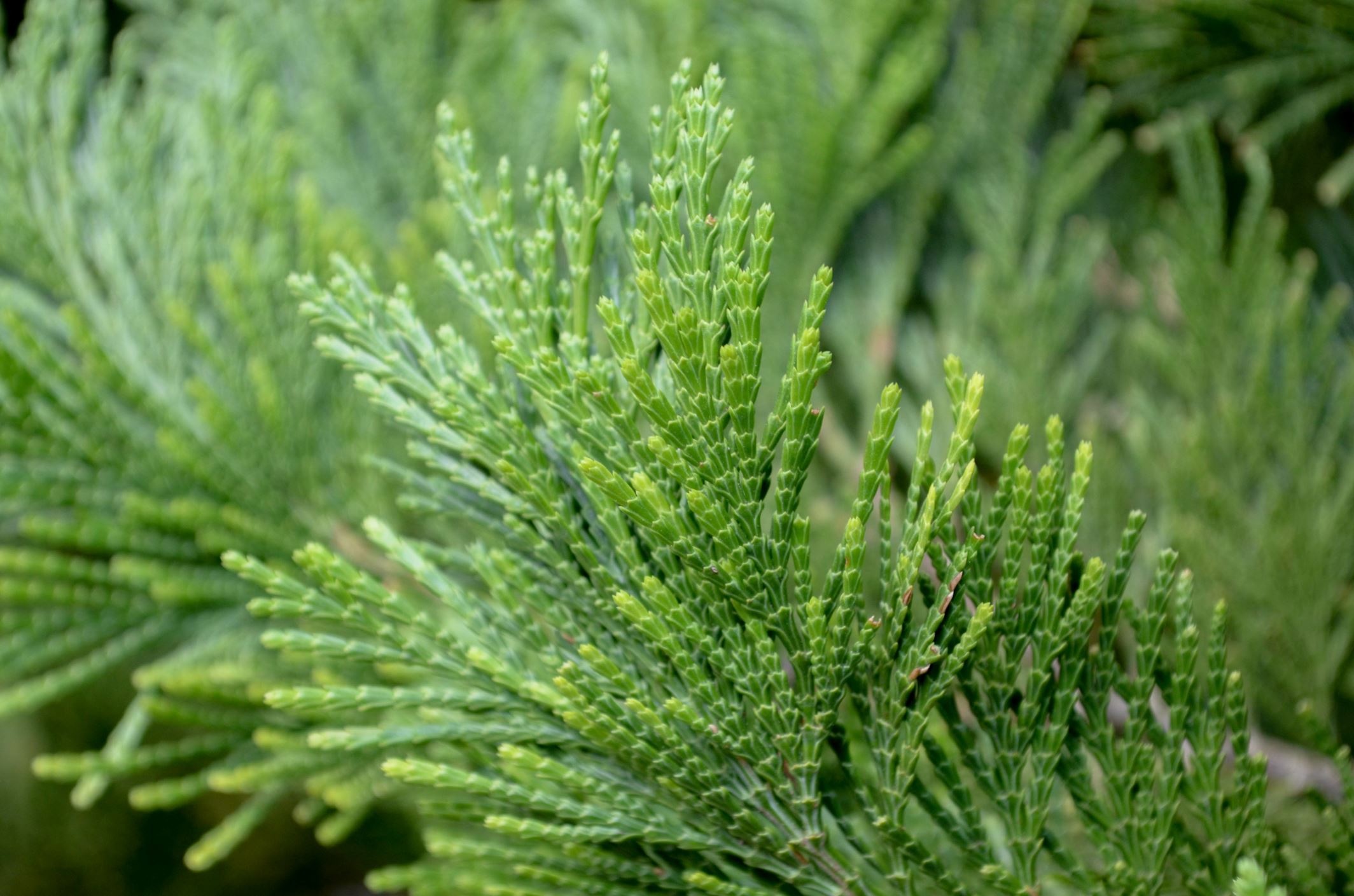 Image of Calocedrus decurrens
