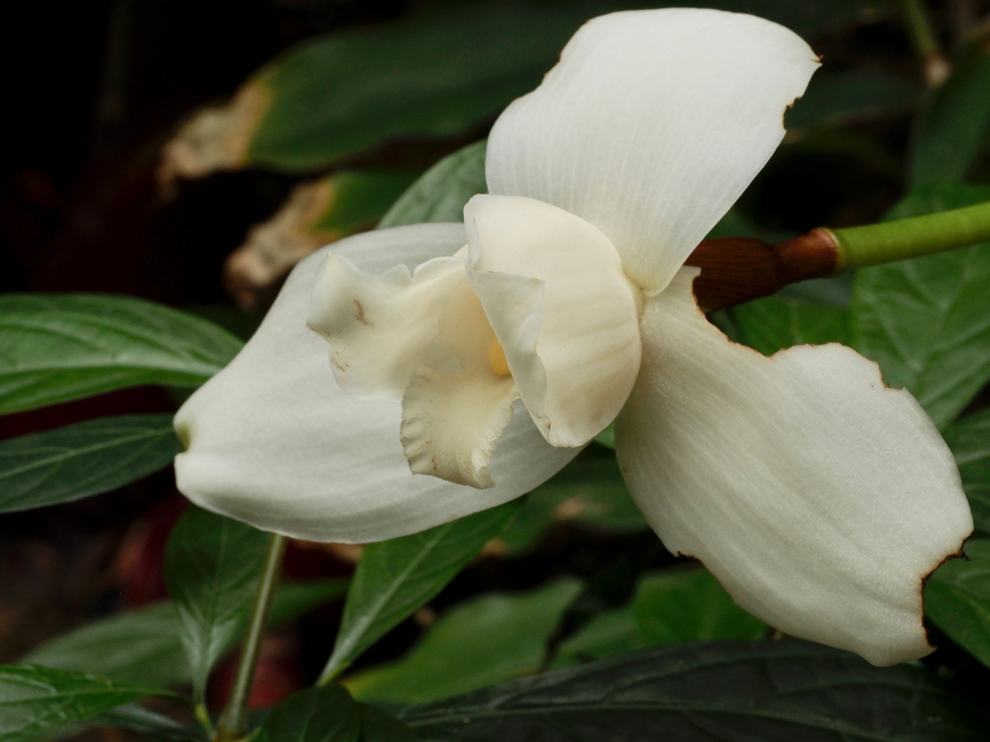 Image of Lycaste virginalis