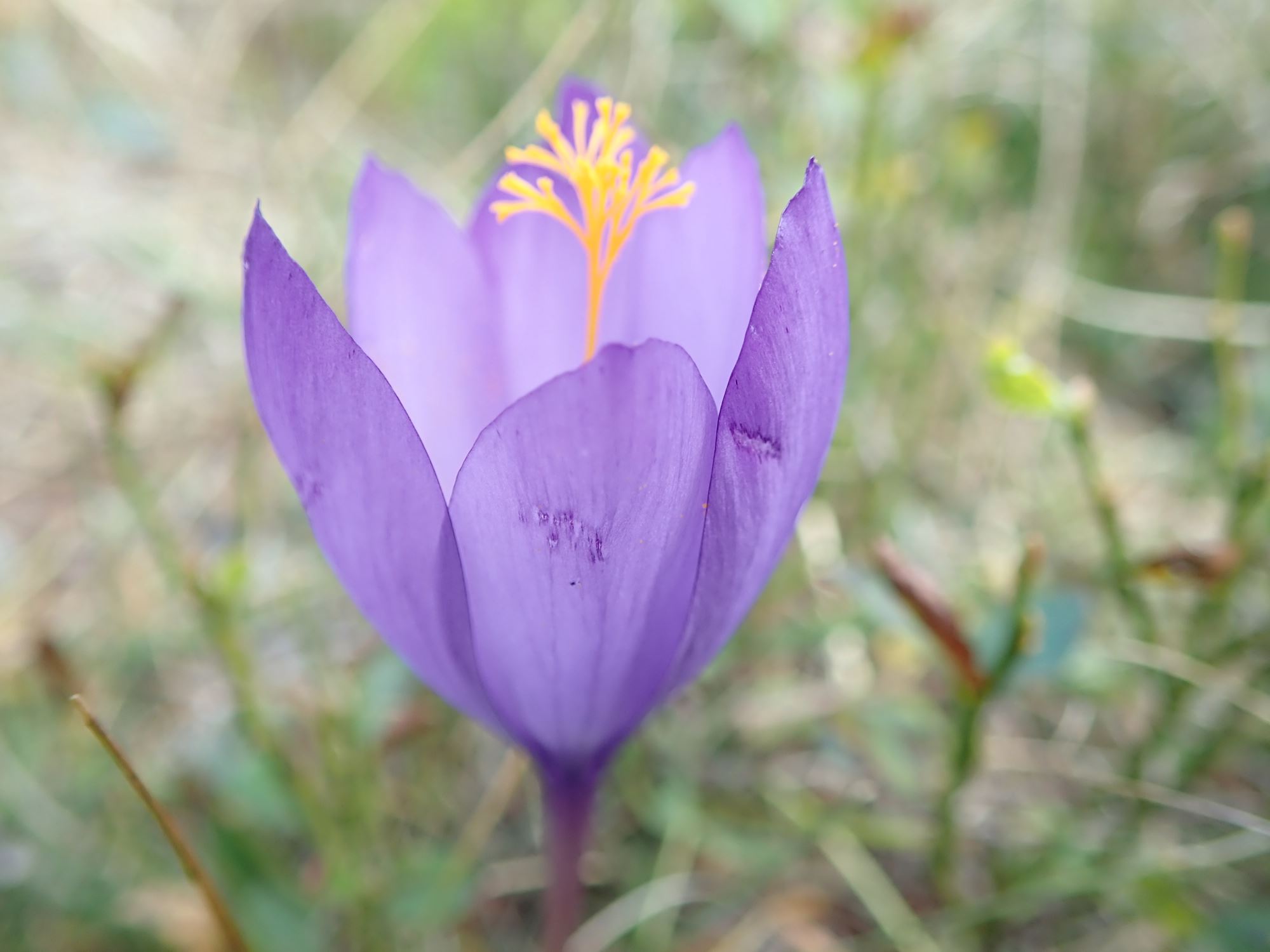 Image of Crocus vernus