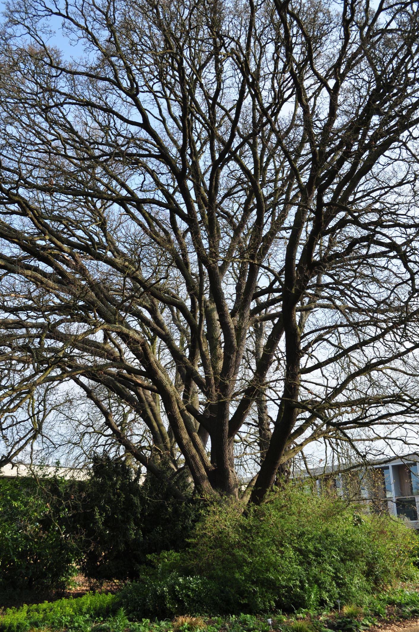 Image of Quercus robur