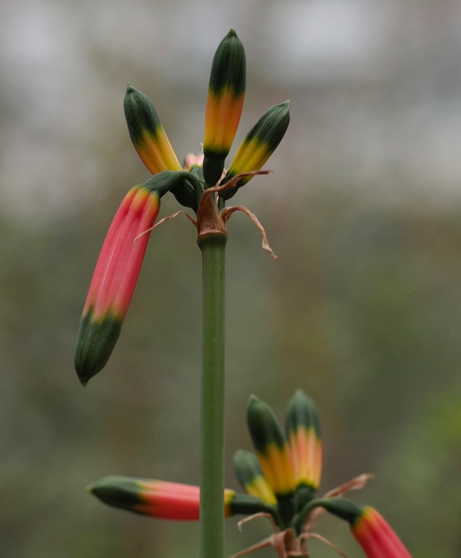 Image of Phaedranassa tunguraguae