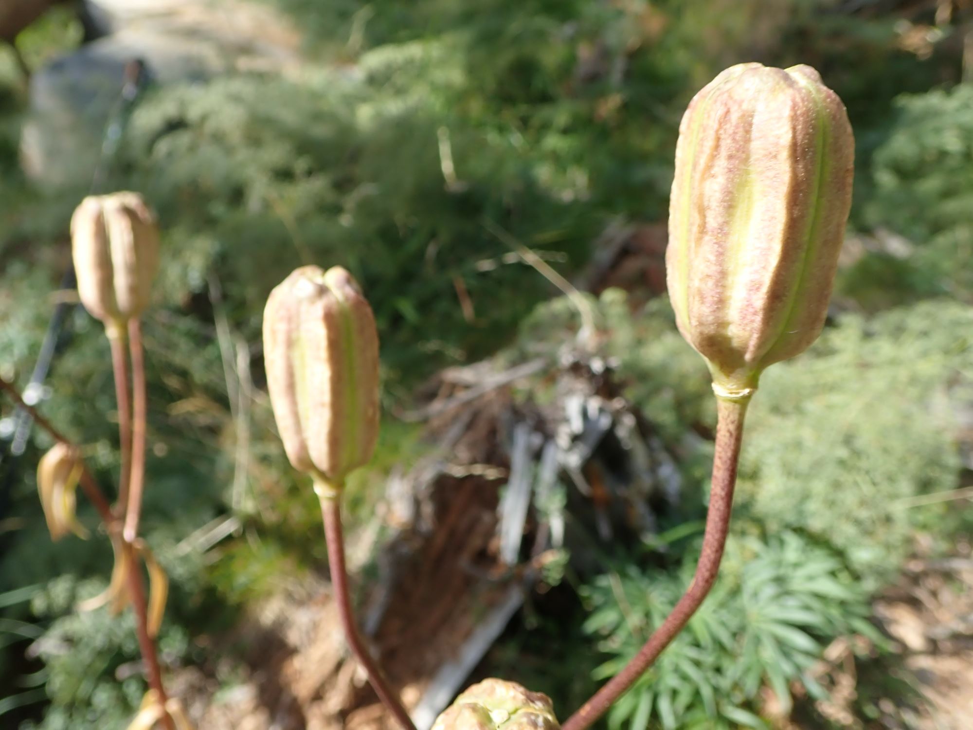Image of Lilium pyrenaicum