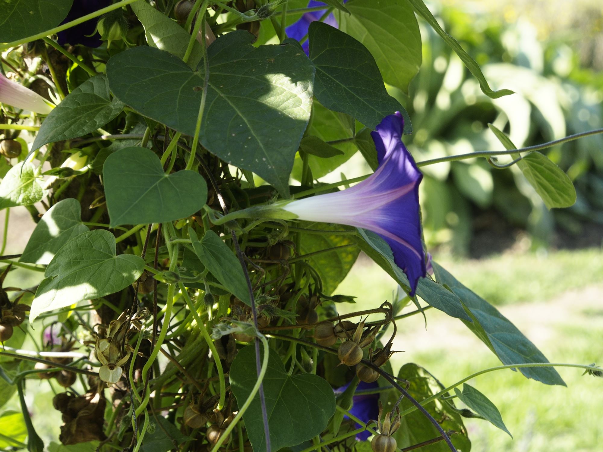 Image of Ipomoea 'Star of Yalta'