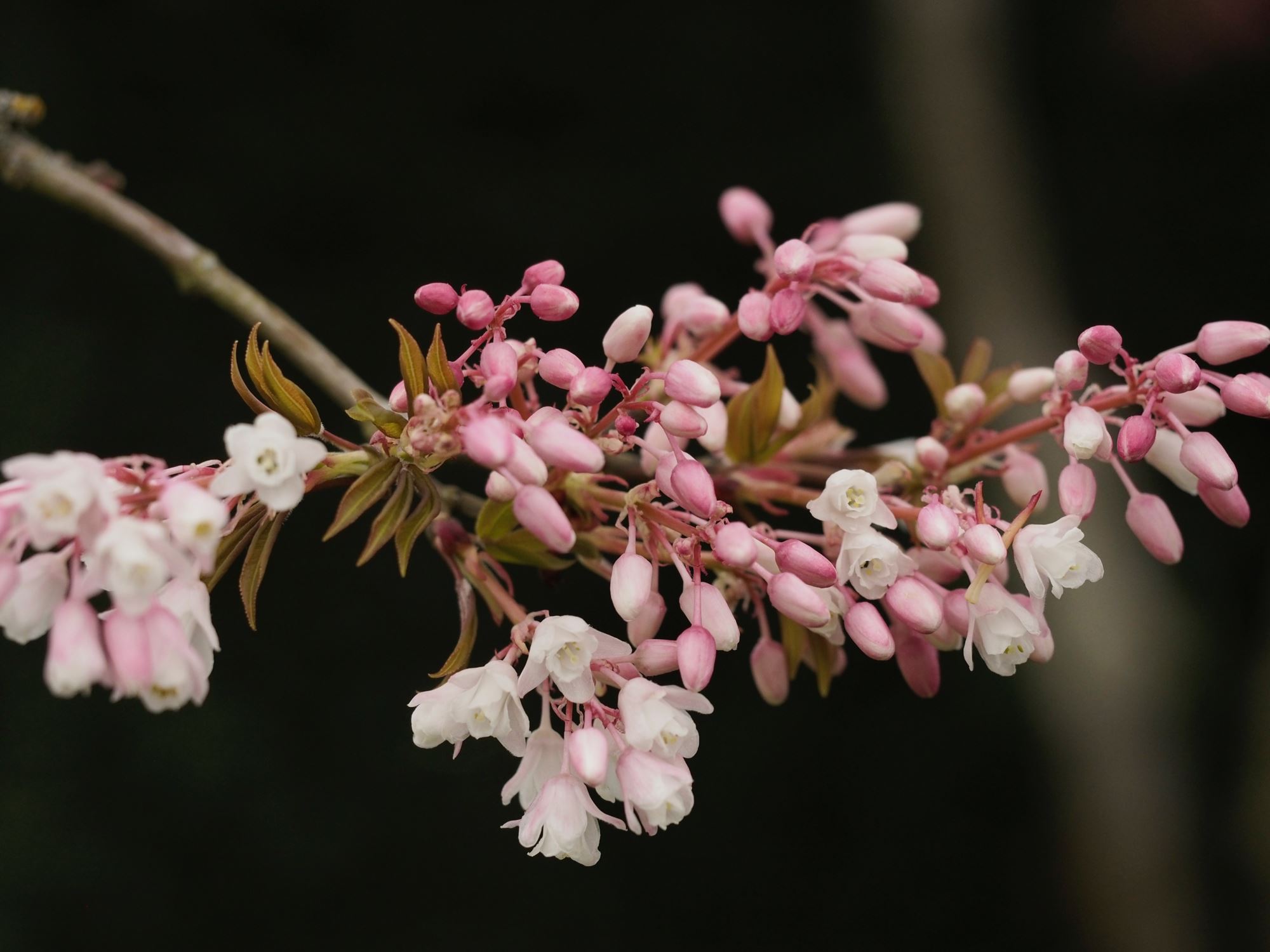 Image of Staphylea holocarpa 'Rosea'
