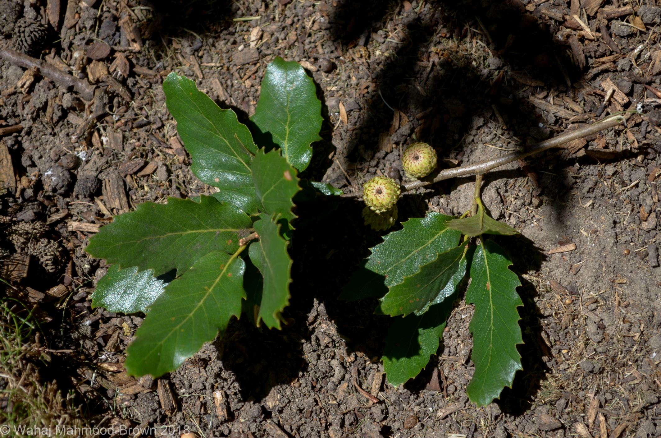 Image of Quercus trojana