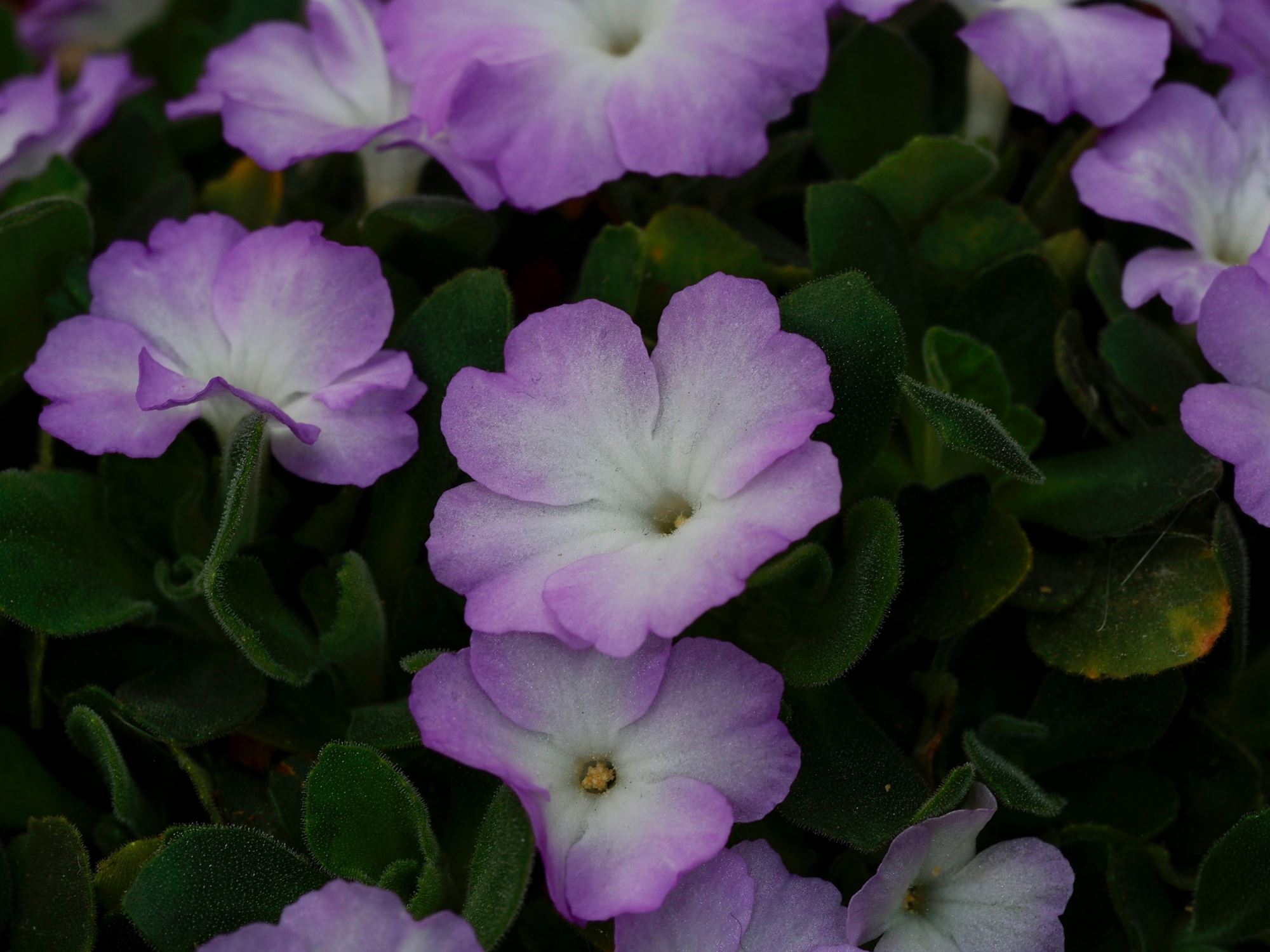 Image of Primula allionii 'Claude Flight'