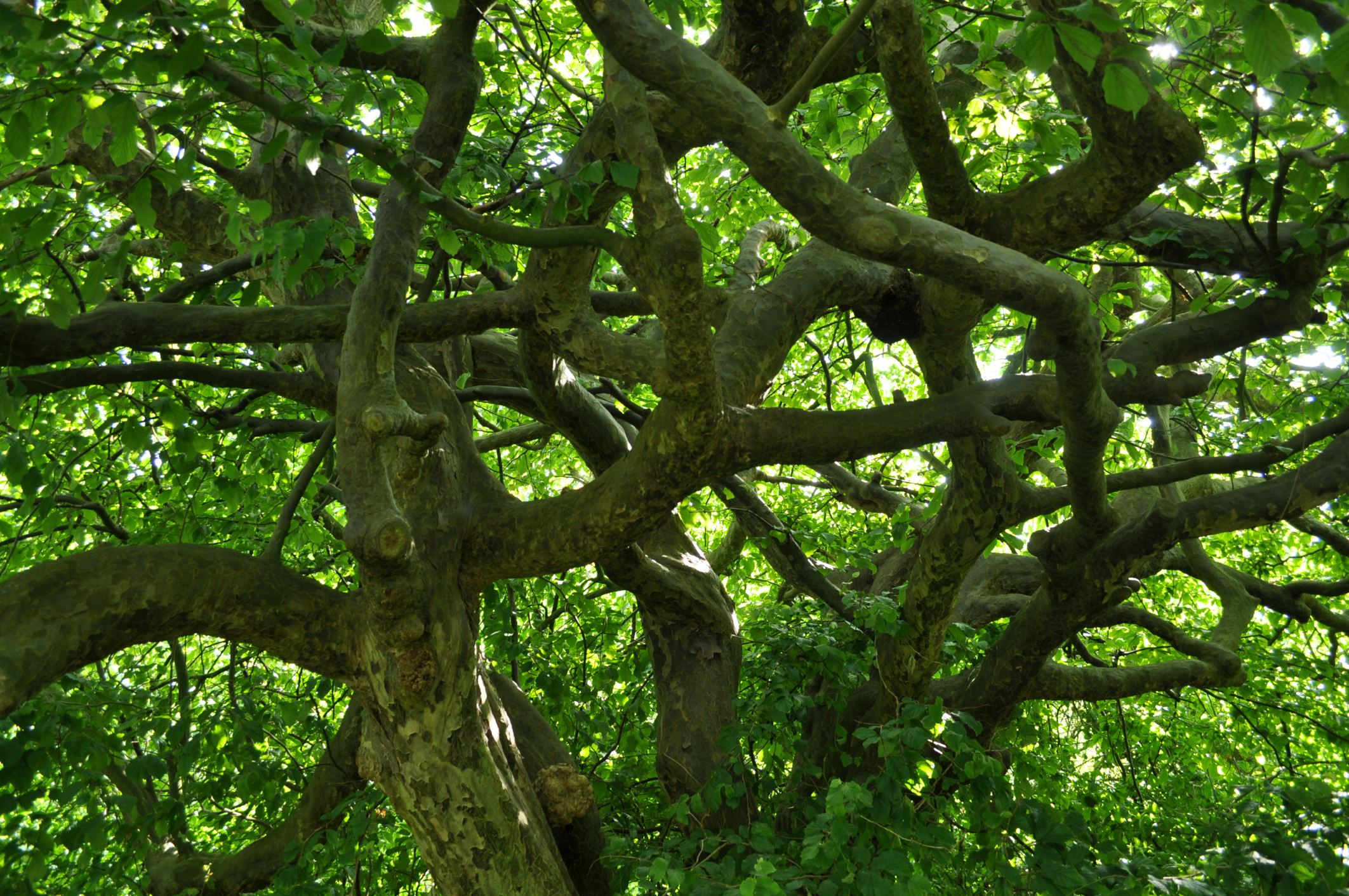 Image of Parrotia persica