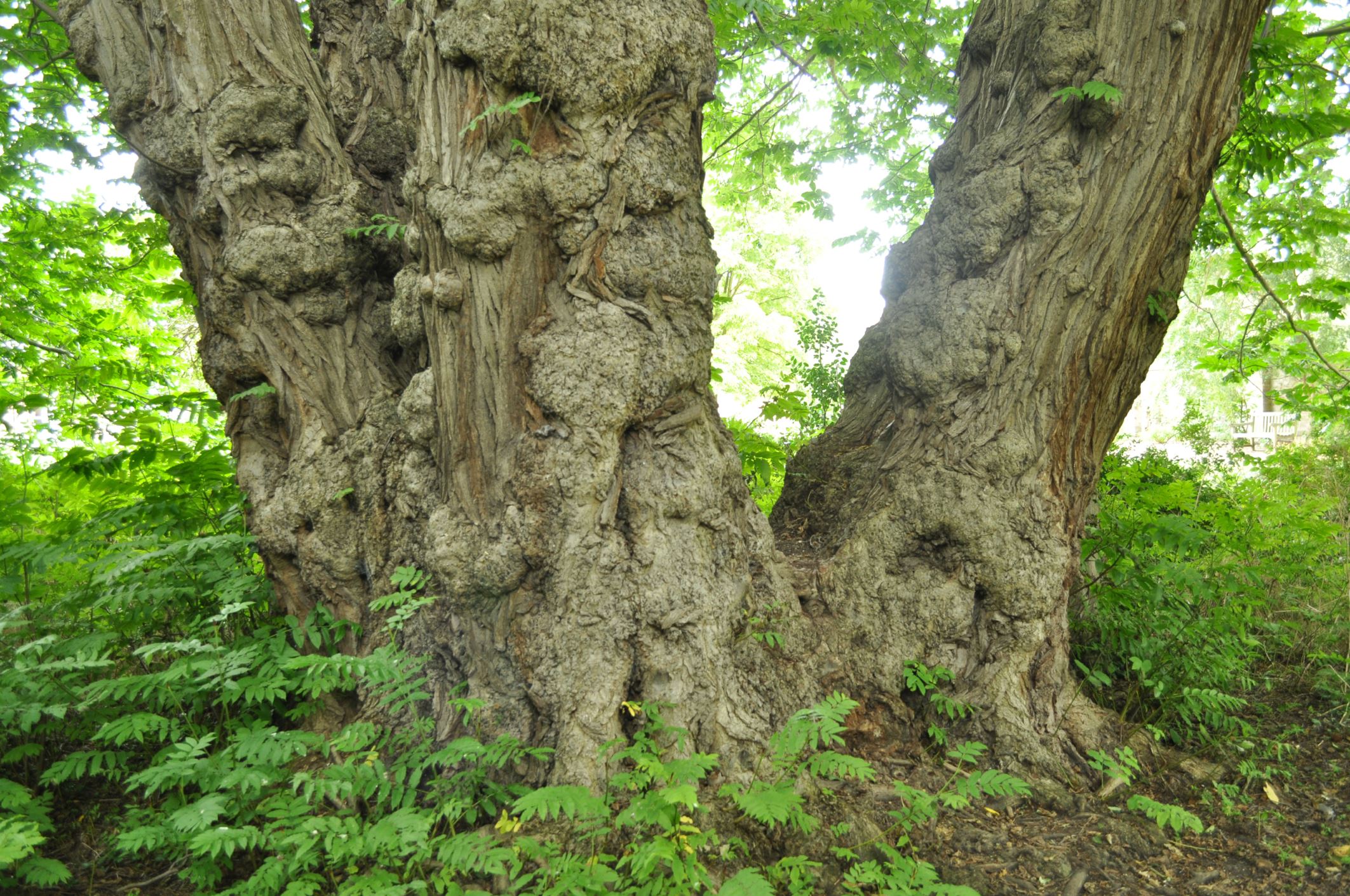Image of Pterocarya fraxinifolia