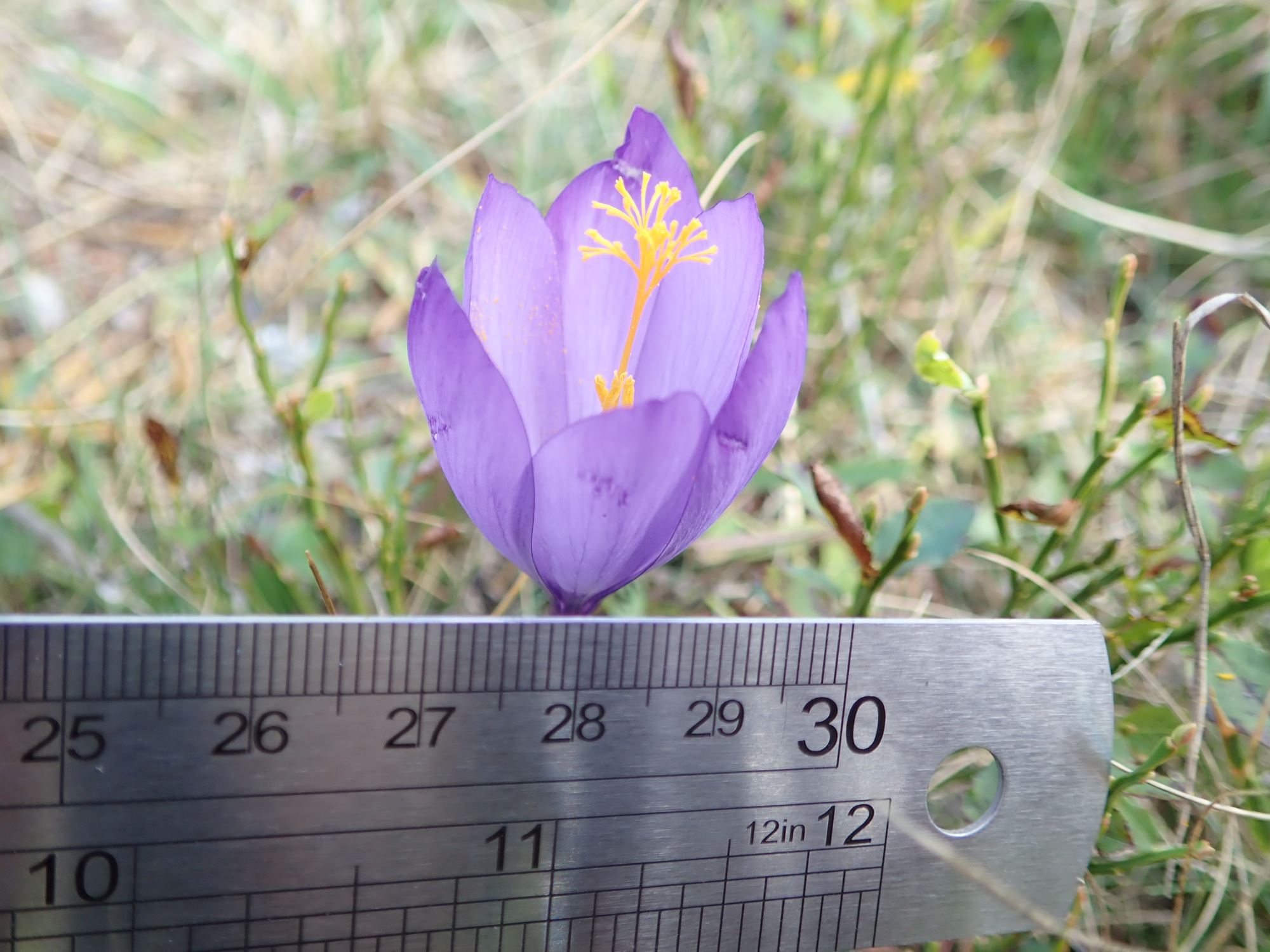 Image of Crocus vernus