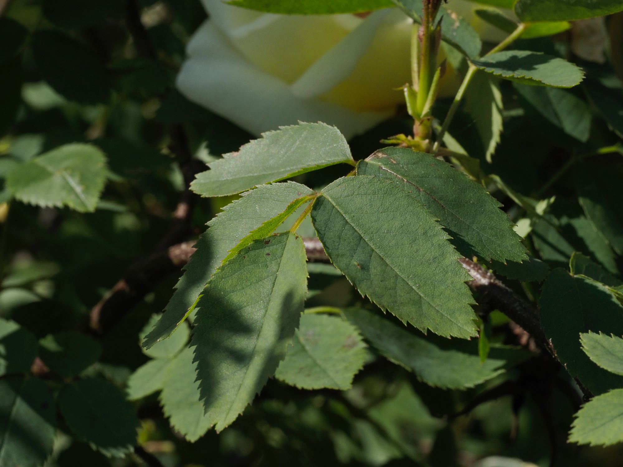 Image of Rosa 'Fruhlingsgold'