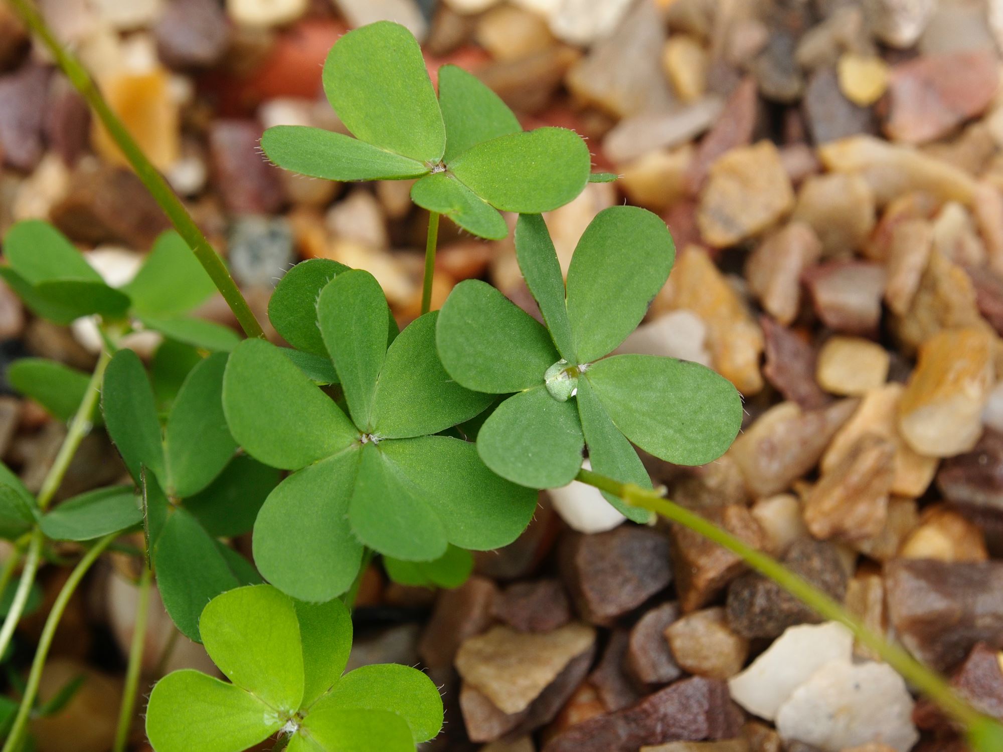 Image of Oxalis perdicaria 'Cetrino'