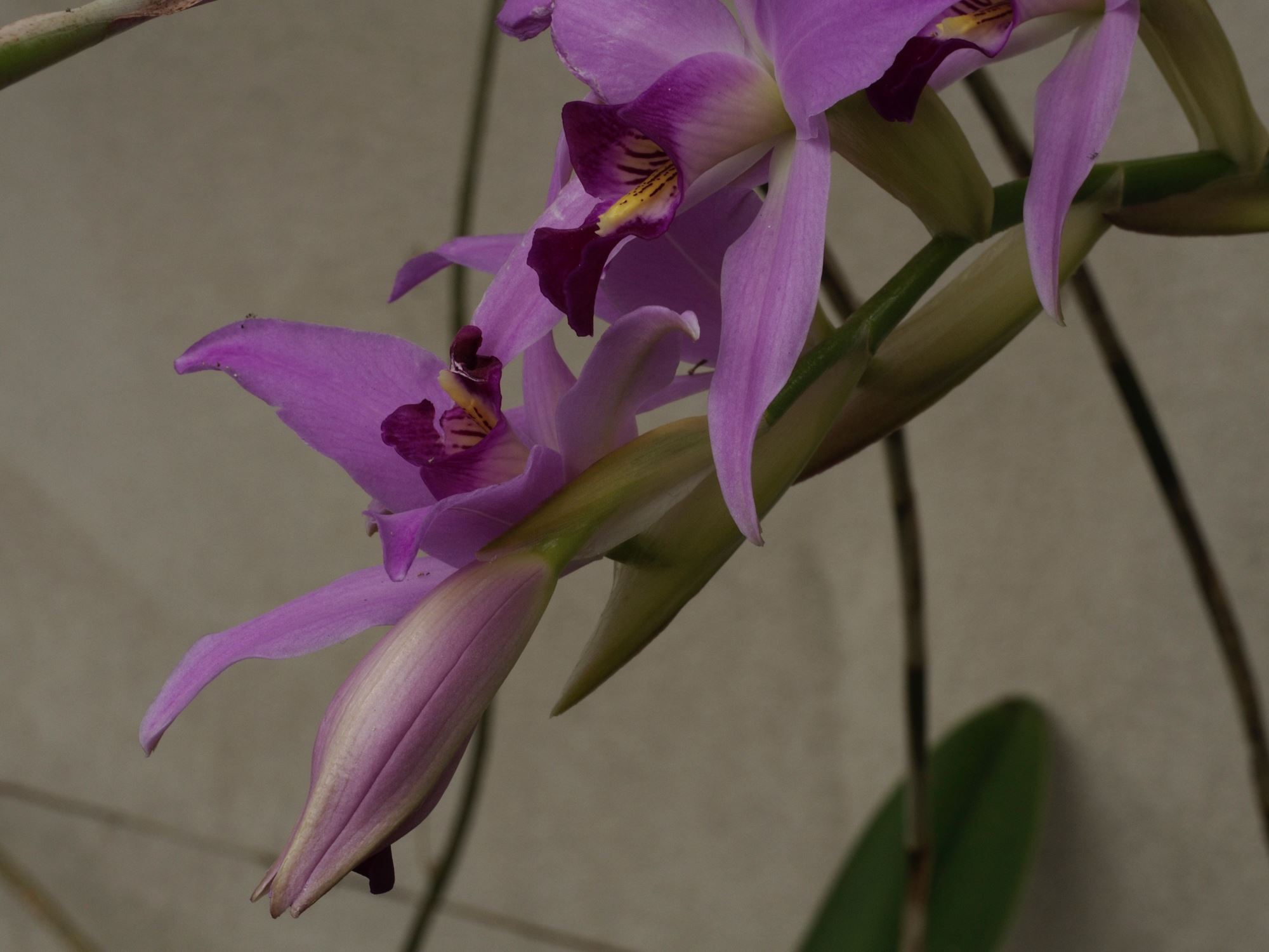 Image of Laelia anceps