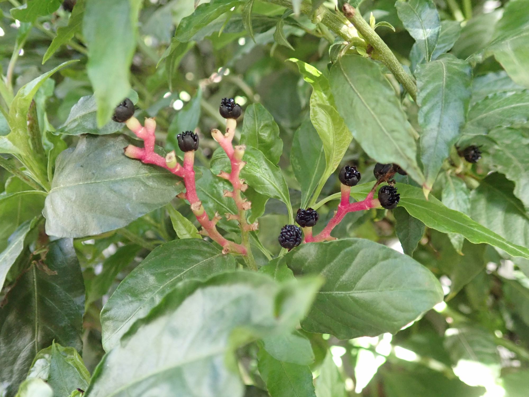 Image of Pleuropetalum darwinii
