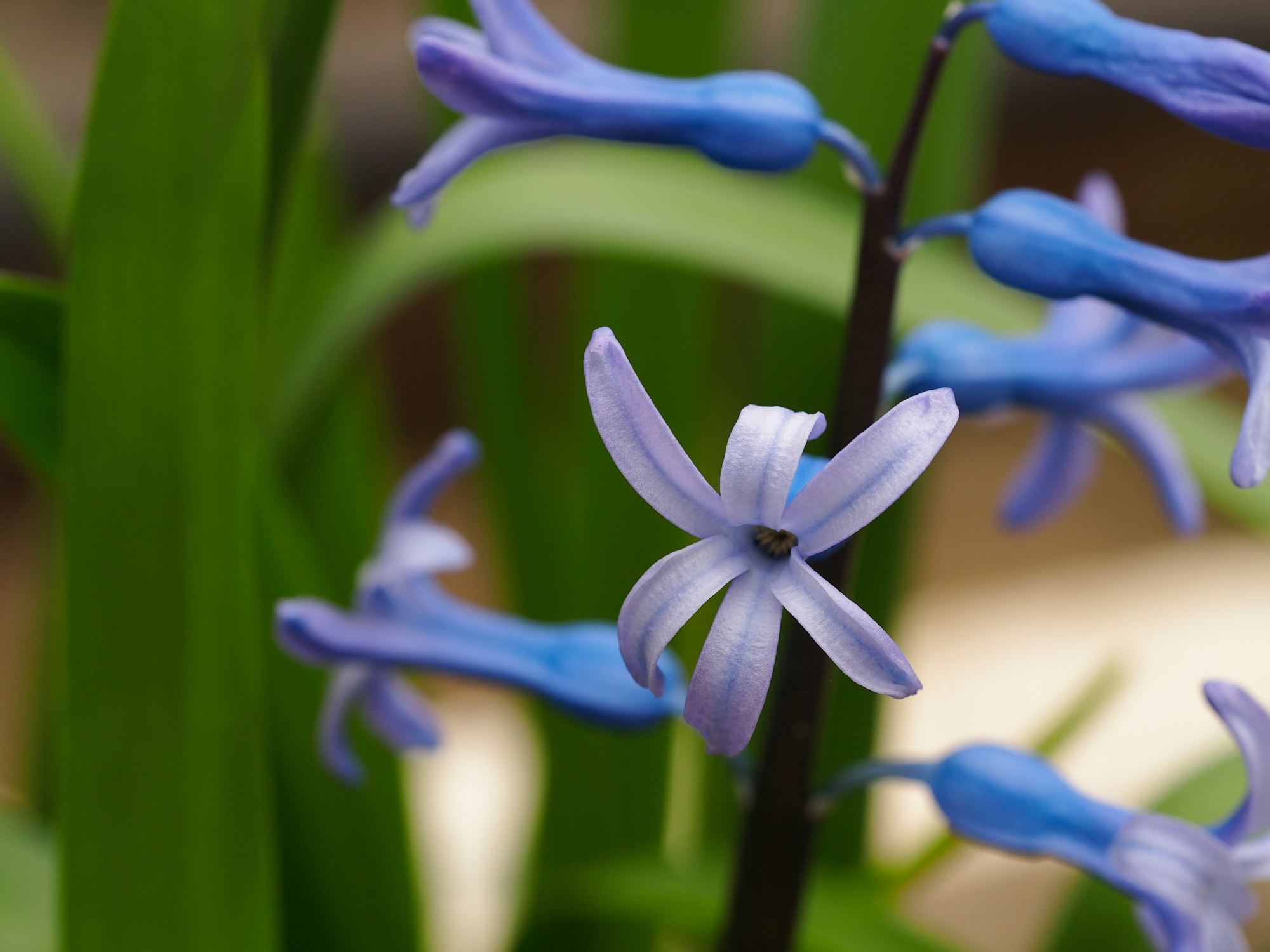 Image of Hyacinthus orientalis