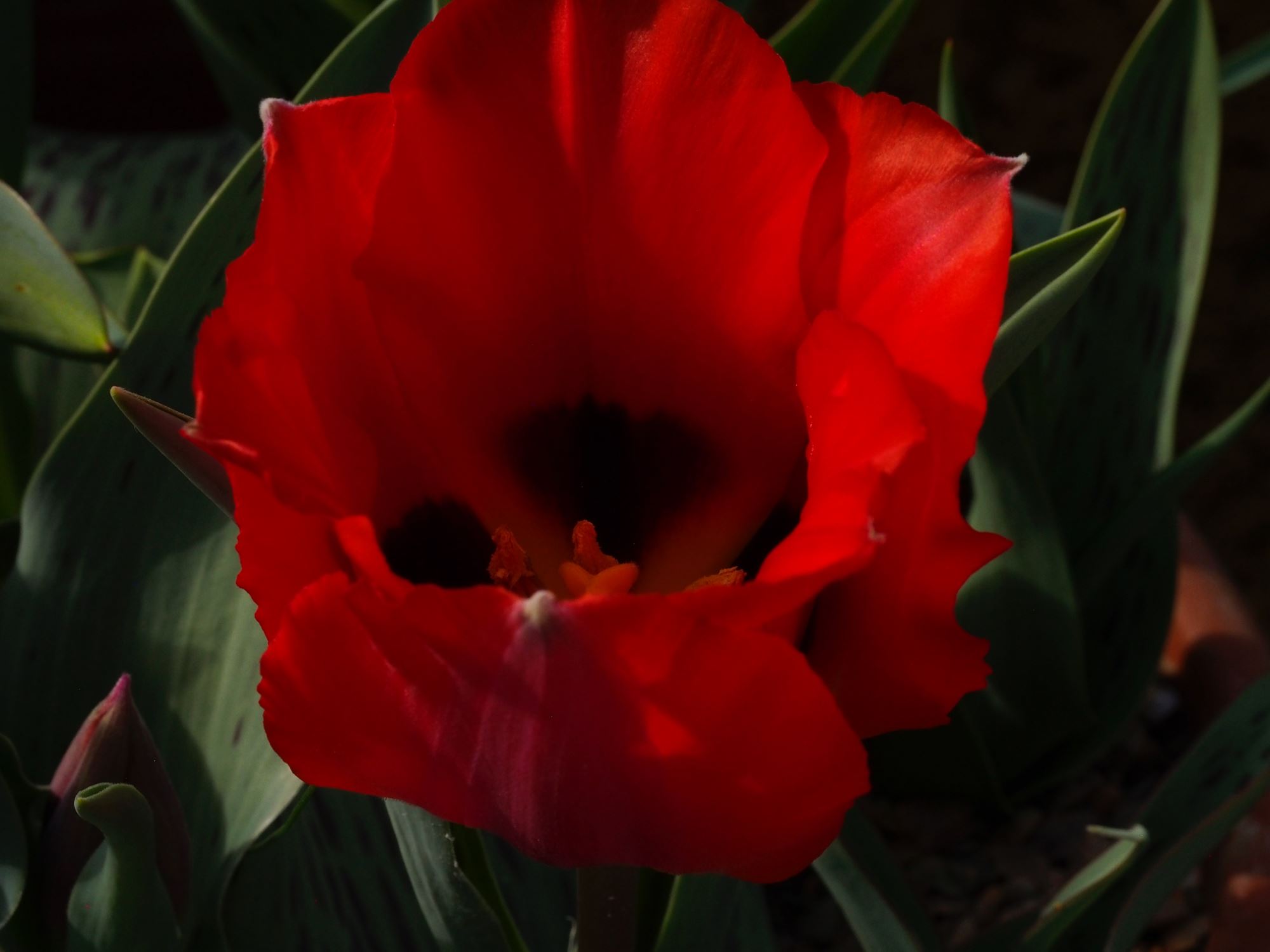 Image of Tulipa greigii