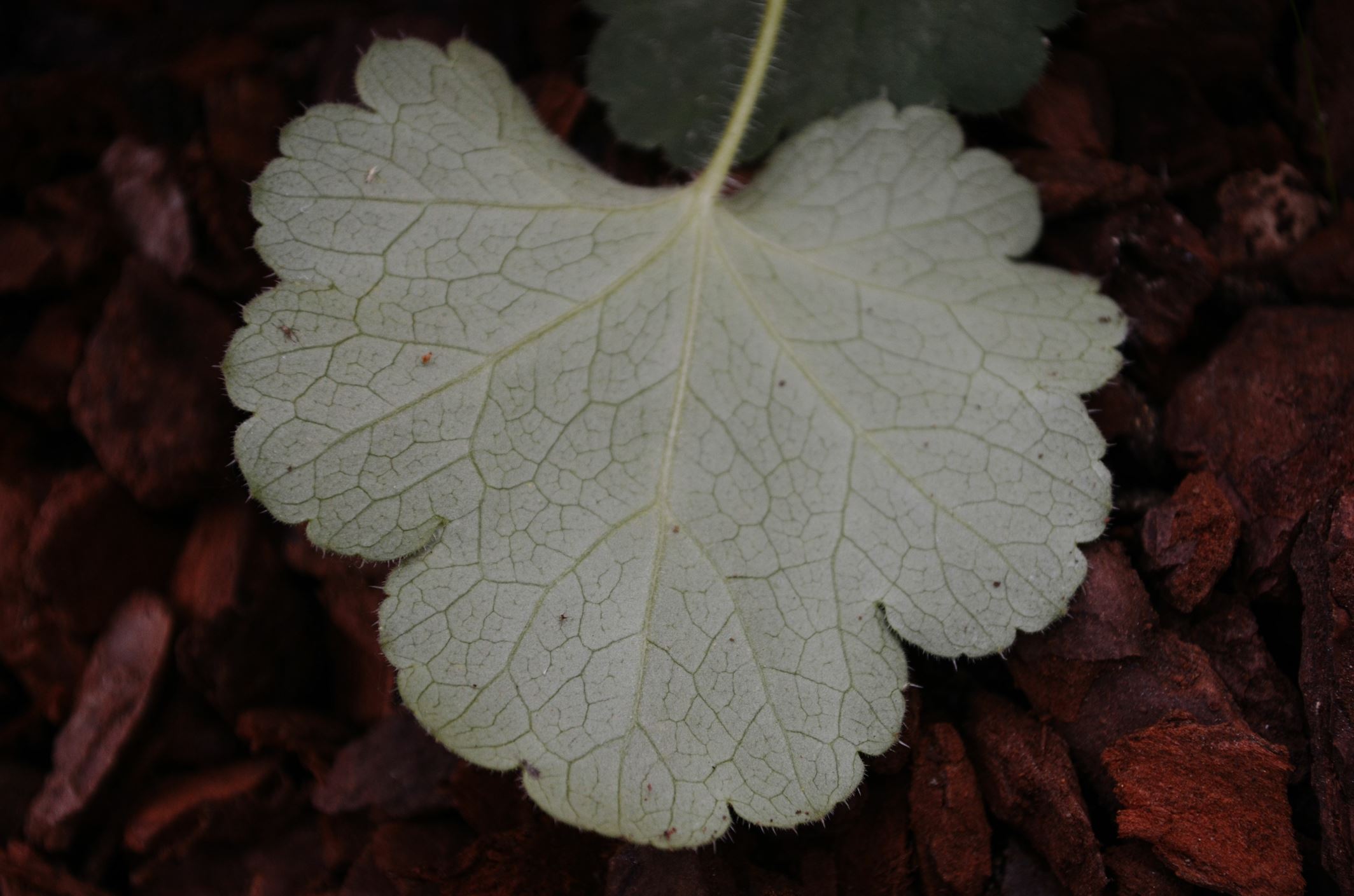Image of Heuchera sanguinea