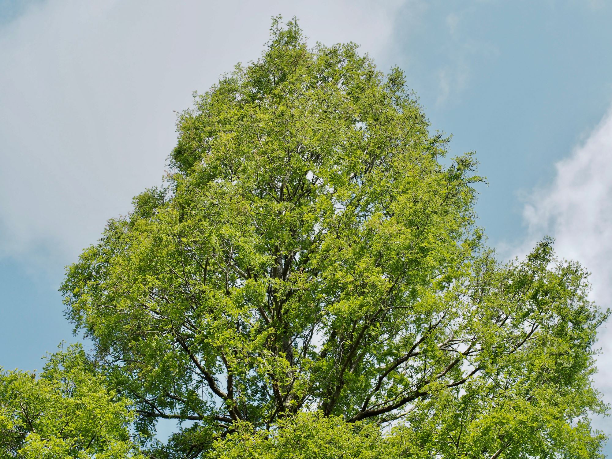 Image of Metasequoia glyptostroboides