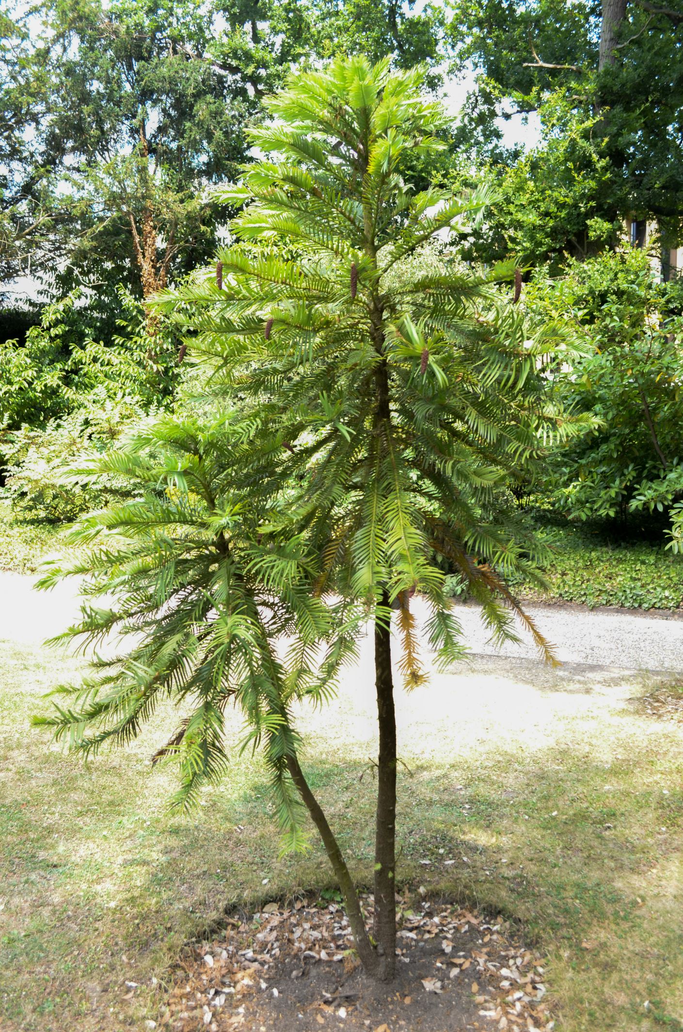 Image of Wollemia nobilis