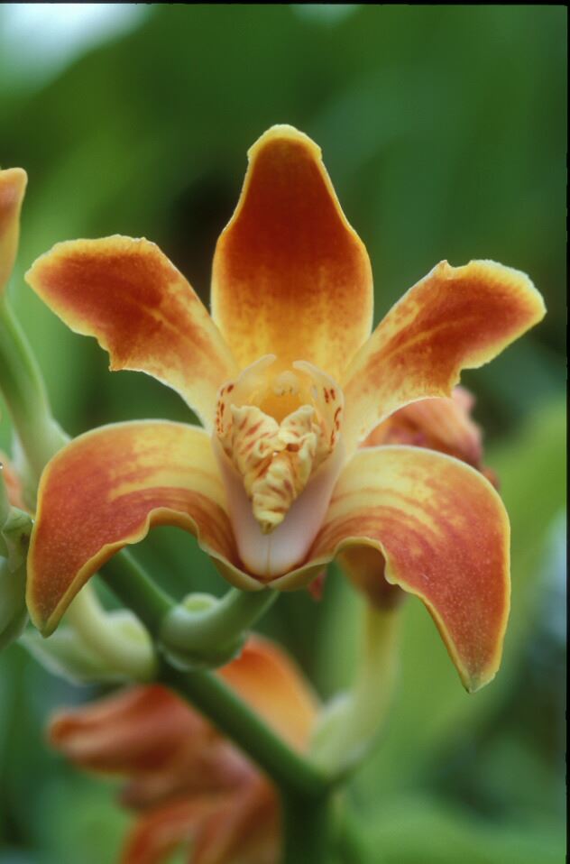 Image of Chysis aurea