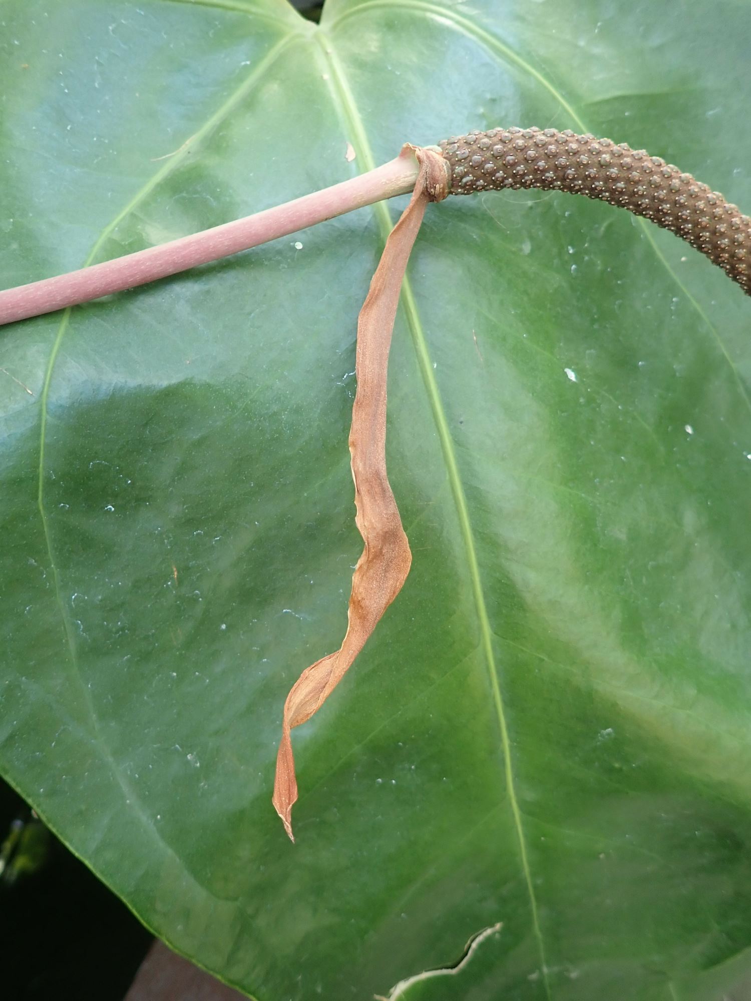 Image of Anthurium verapazense