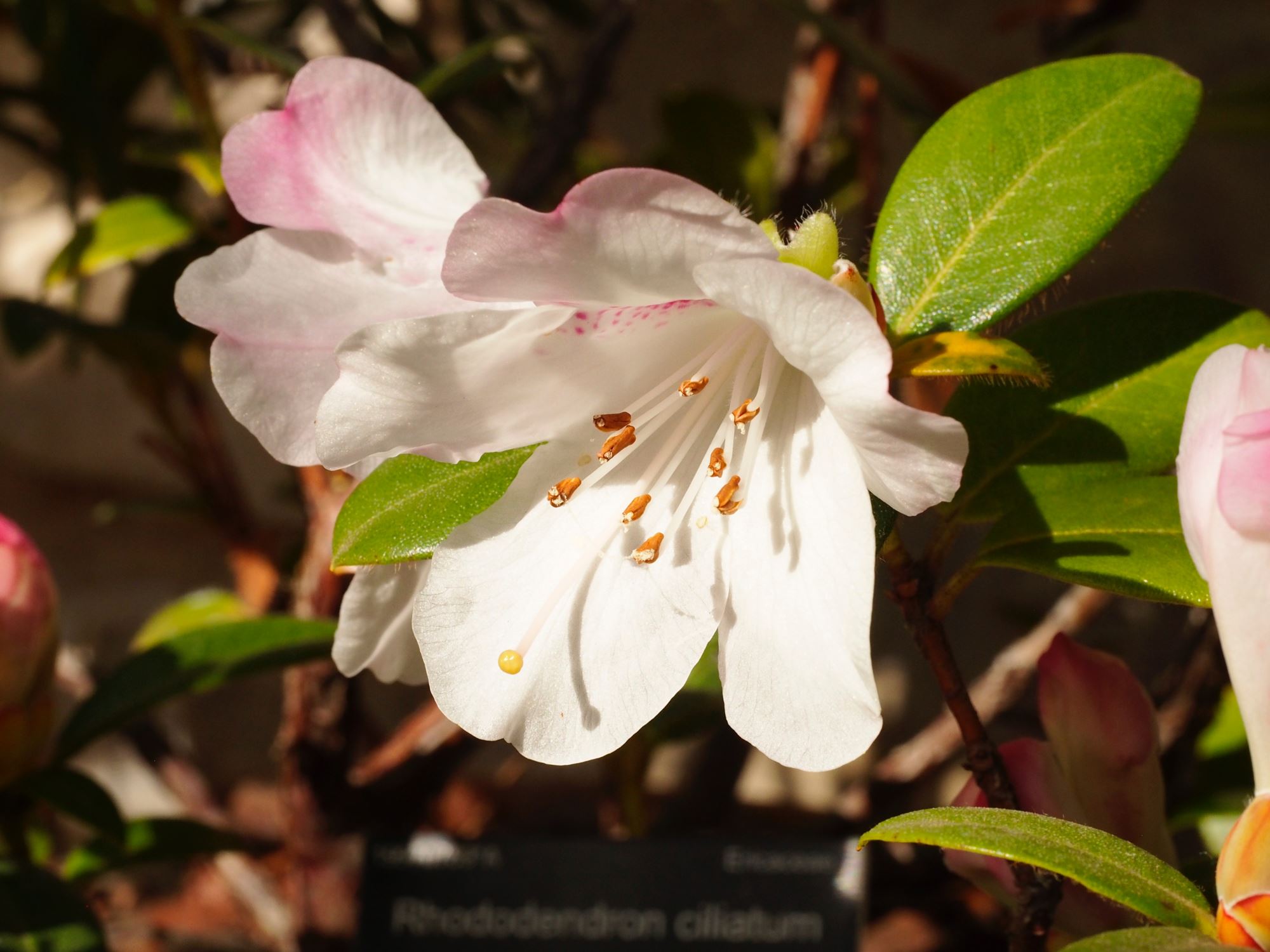 Image of Rhododendron ciliatum