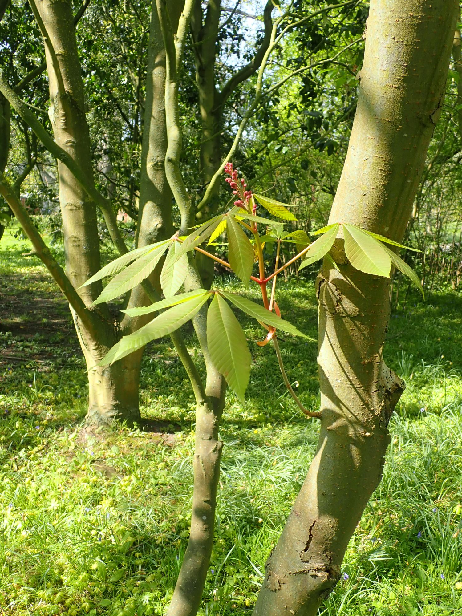 Image of Aesculus pavia