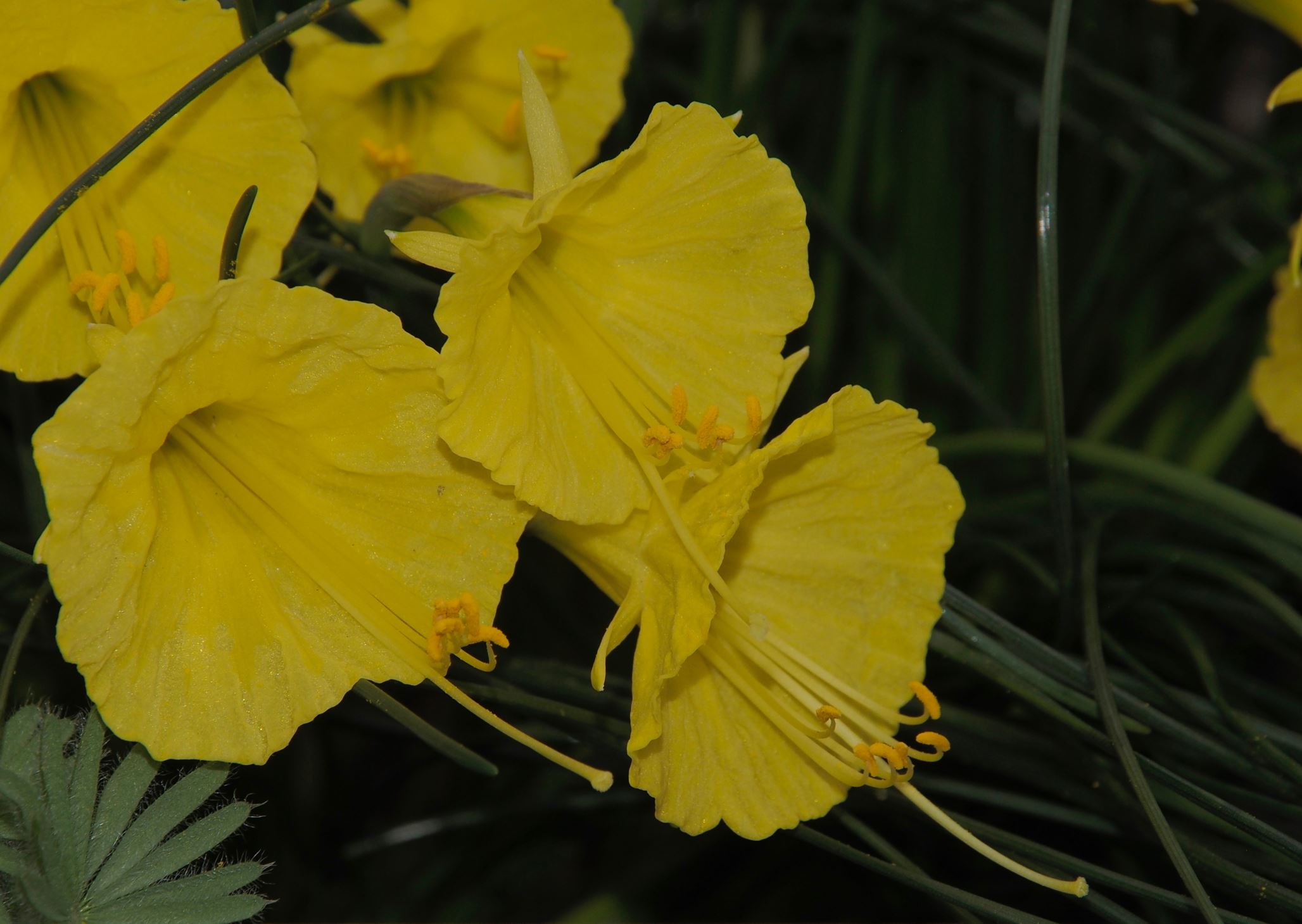 Image of Narcissus romieuxii