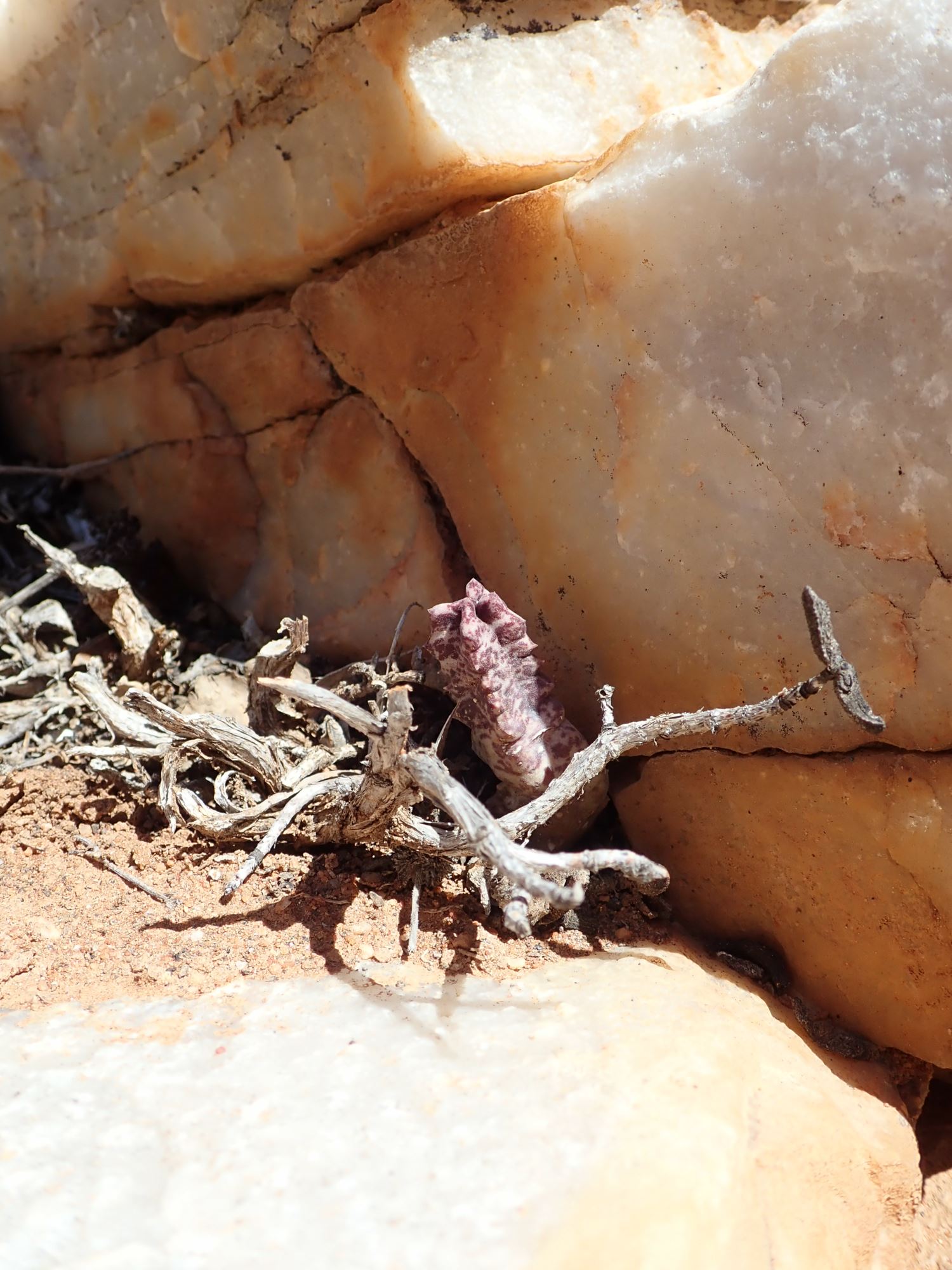 Image of Stapeliopsis neronis