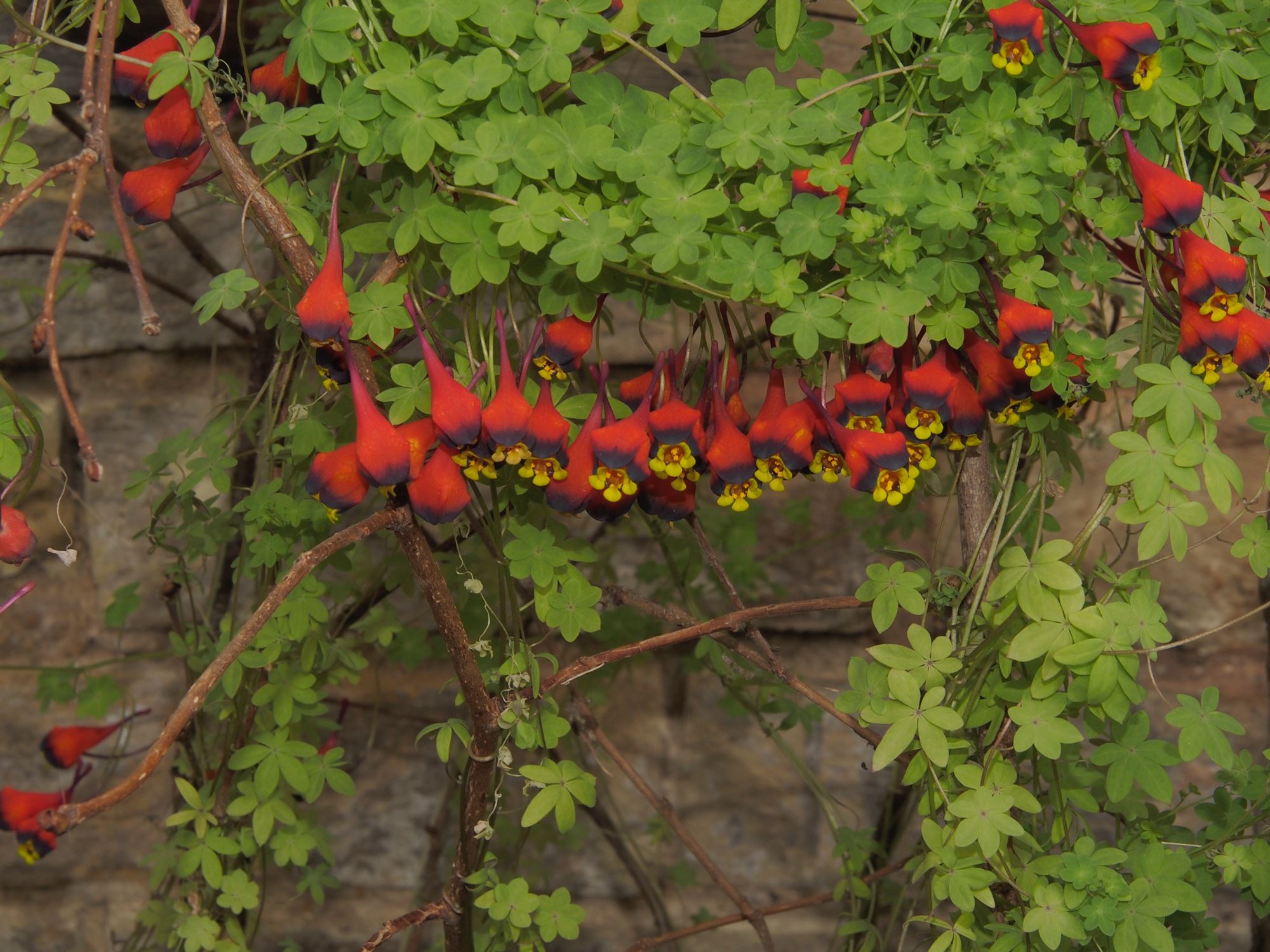 Image of Tropaeolum tricolor