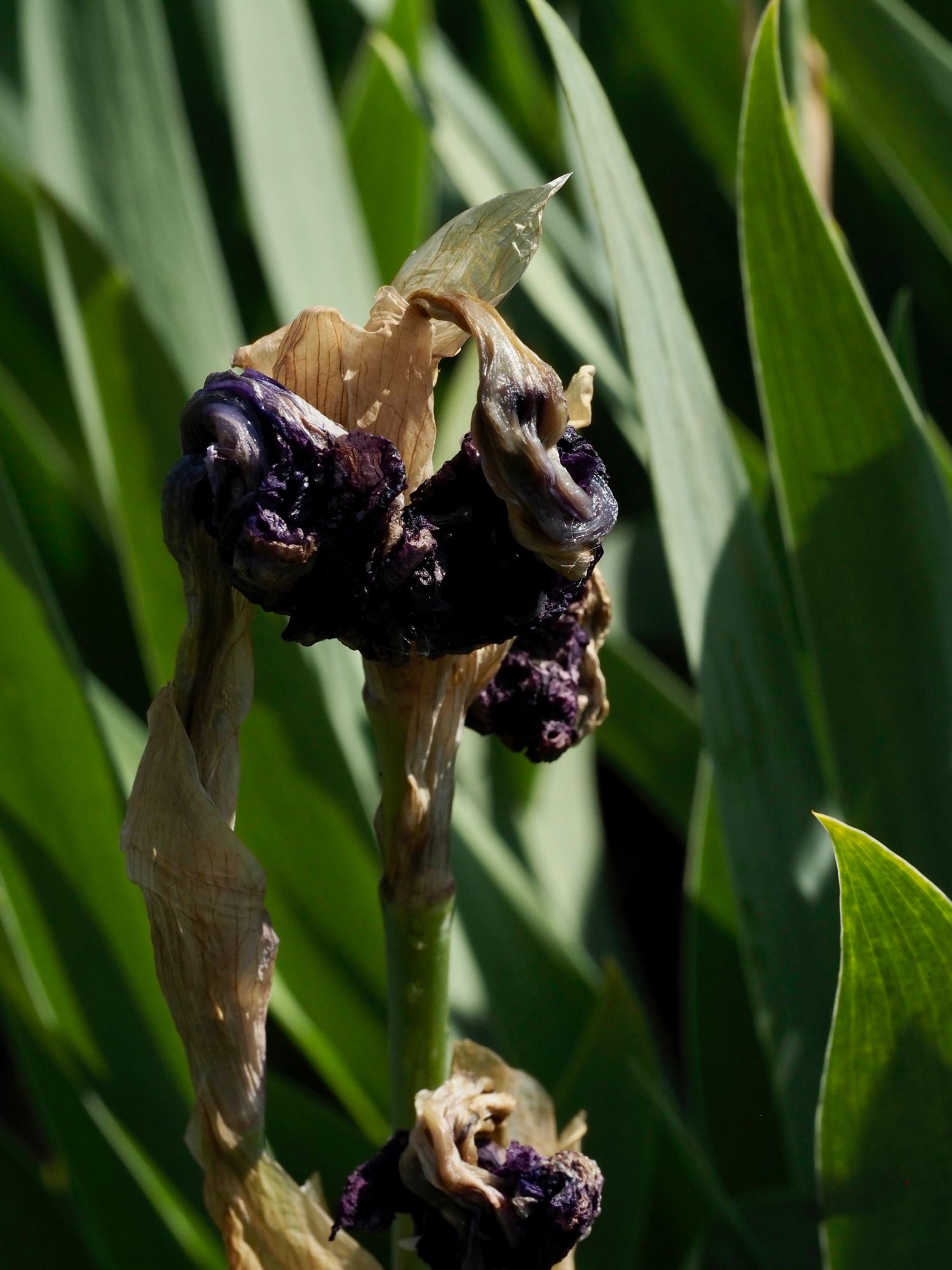 Image of Iris Ã— kochii