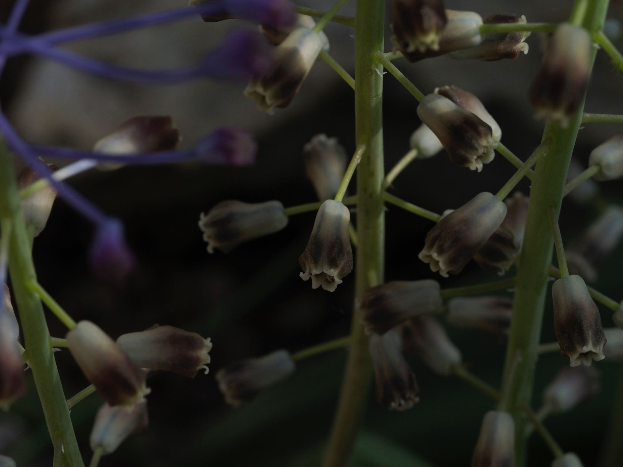 Image of Leopoldia comosa