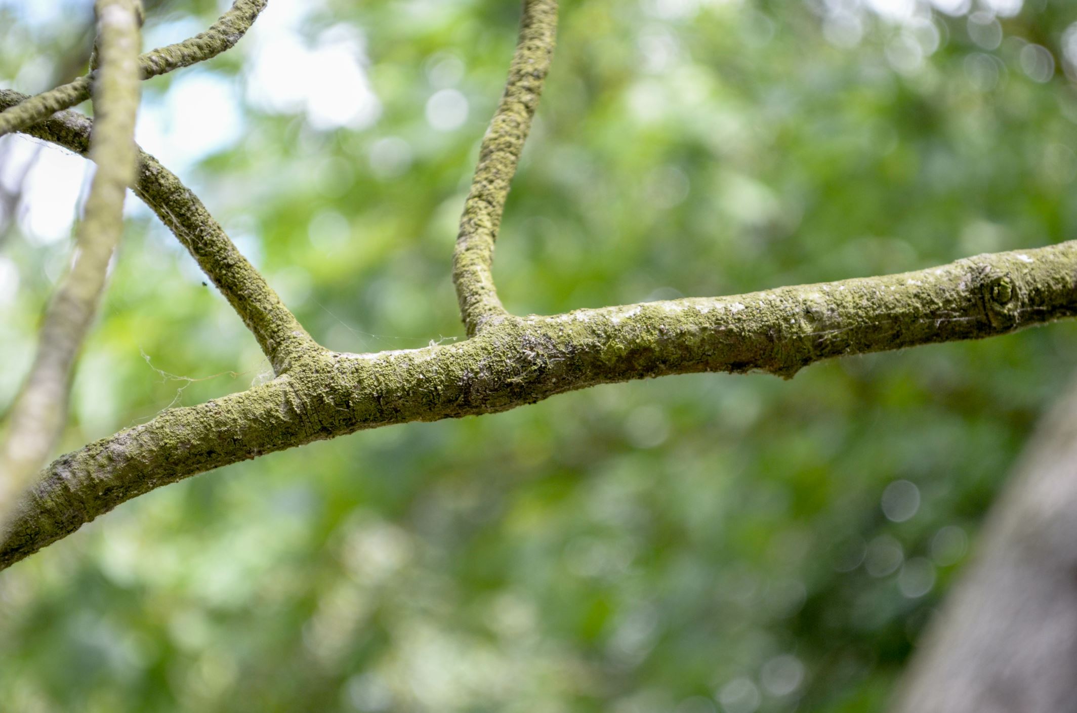 Image of Pinus flexilis