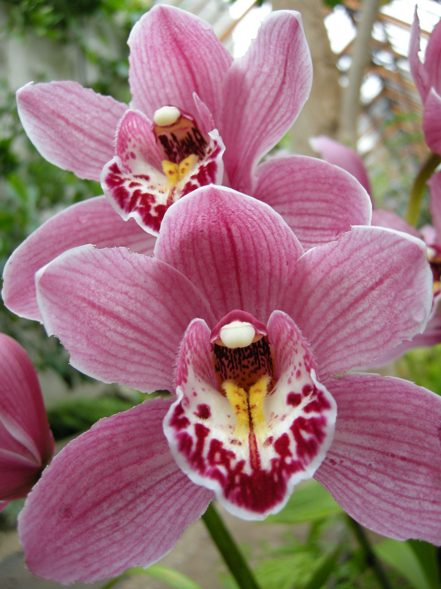 Image of Cymbidium Loch Maree 'Penne' Ã— PG Woodhouse 'Lewes'
