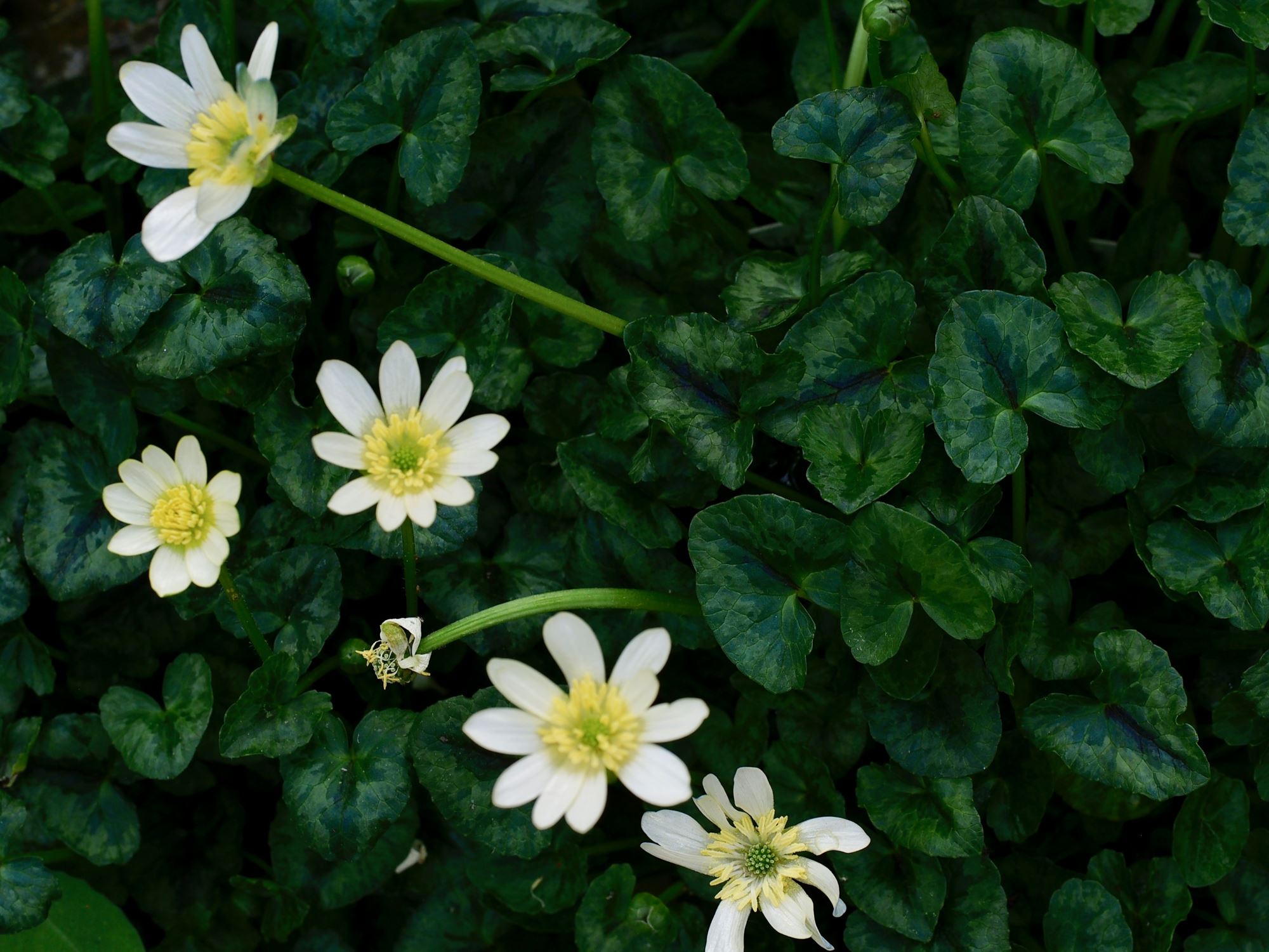 Image of Ficaria verna 'Single Cream'
