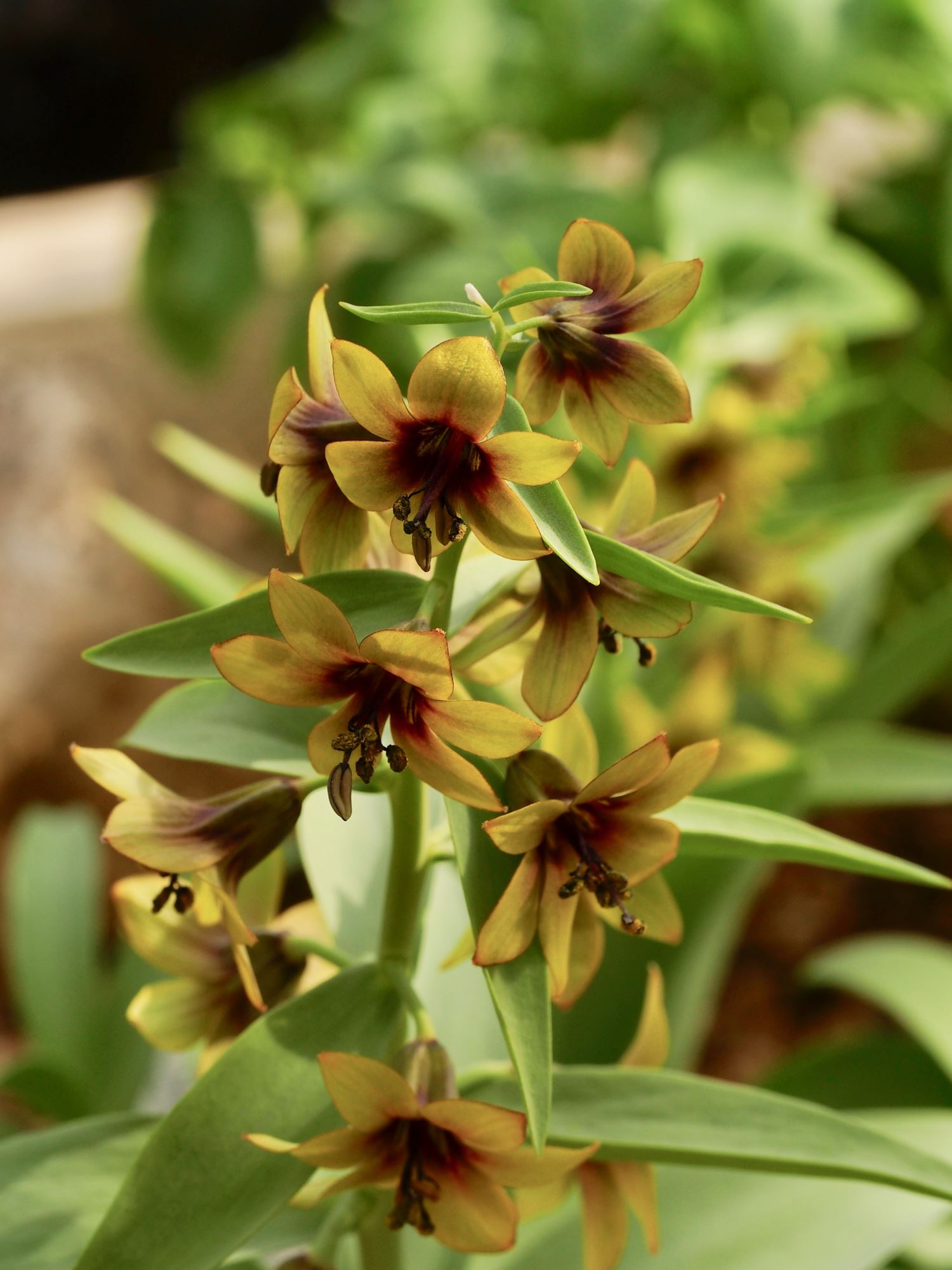 Image of Fritillaria sewerzowii