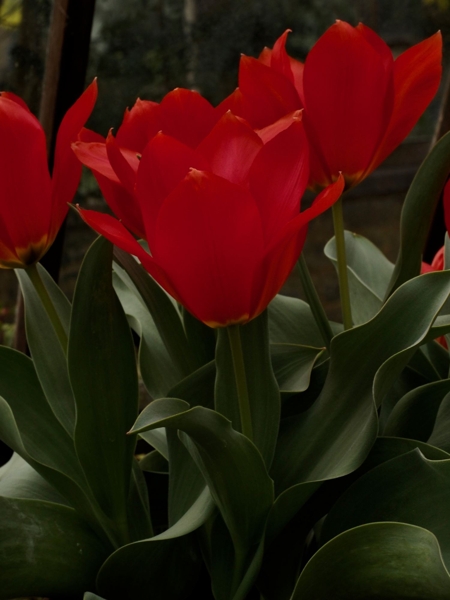 Image of Tulipa fosteriana 'Princeps'