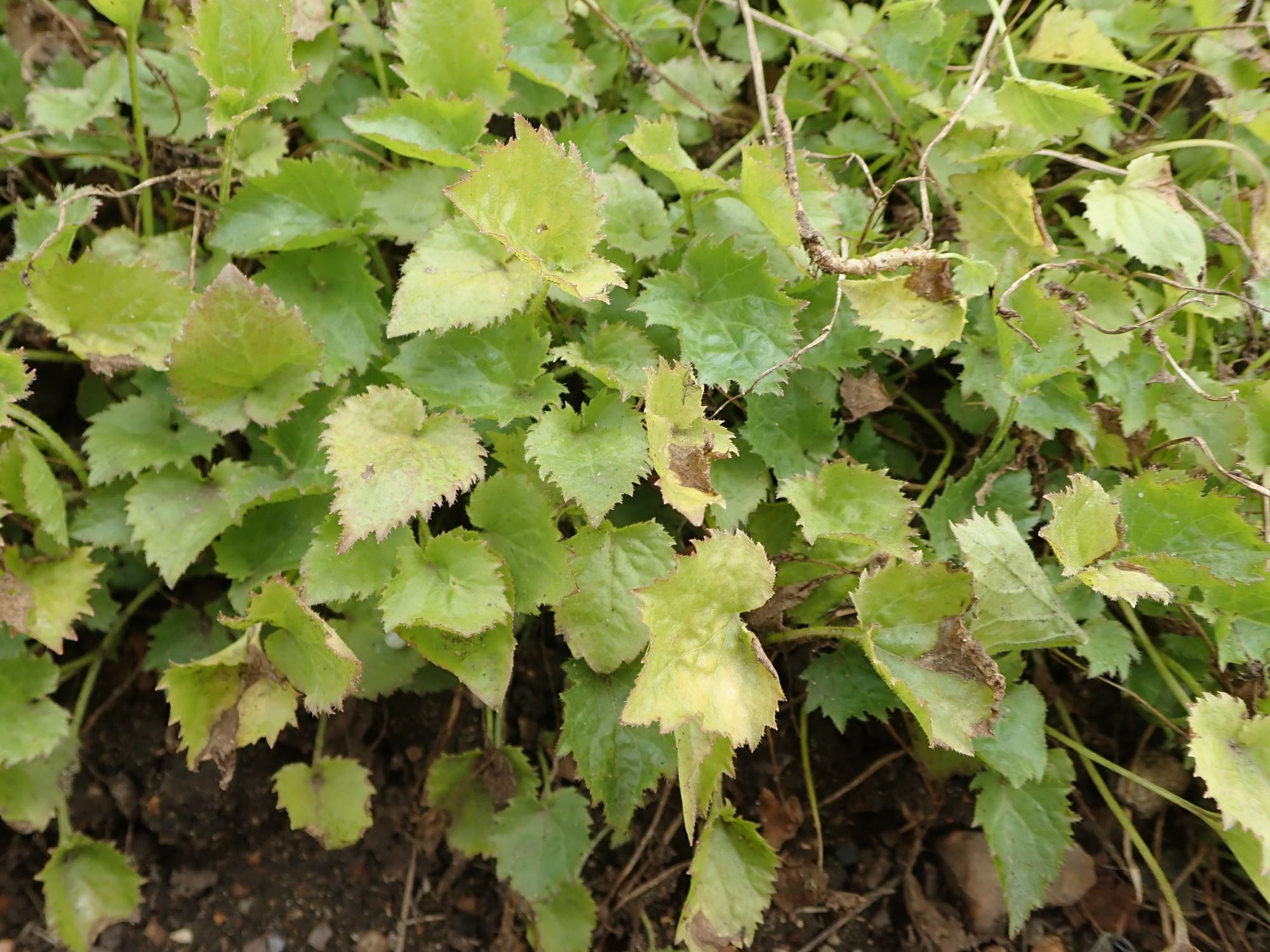Image of Campanula poscharskyana