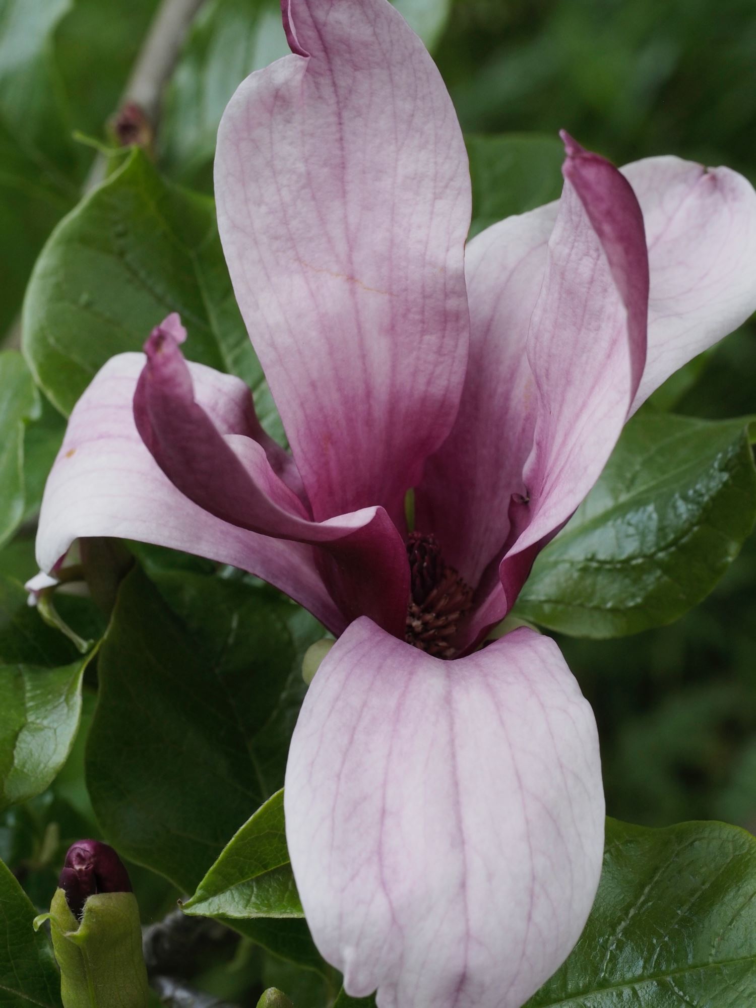 Image of Magnolia liliiflora