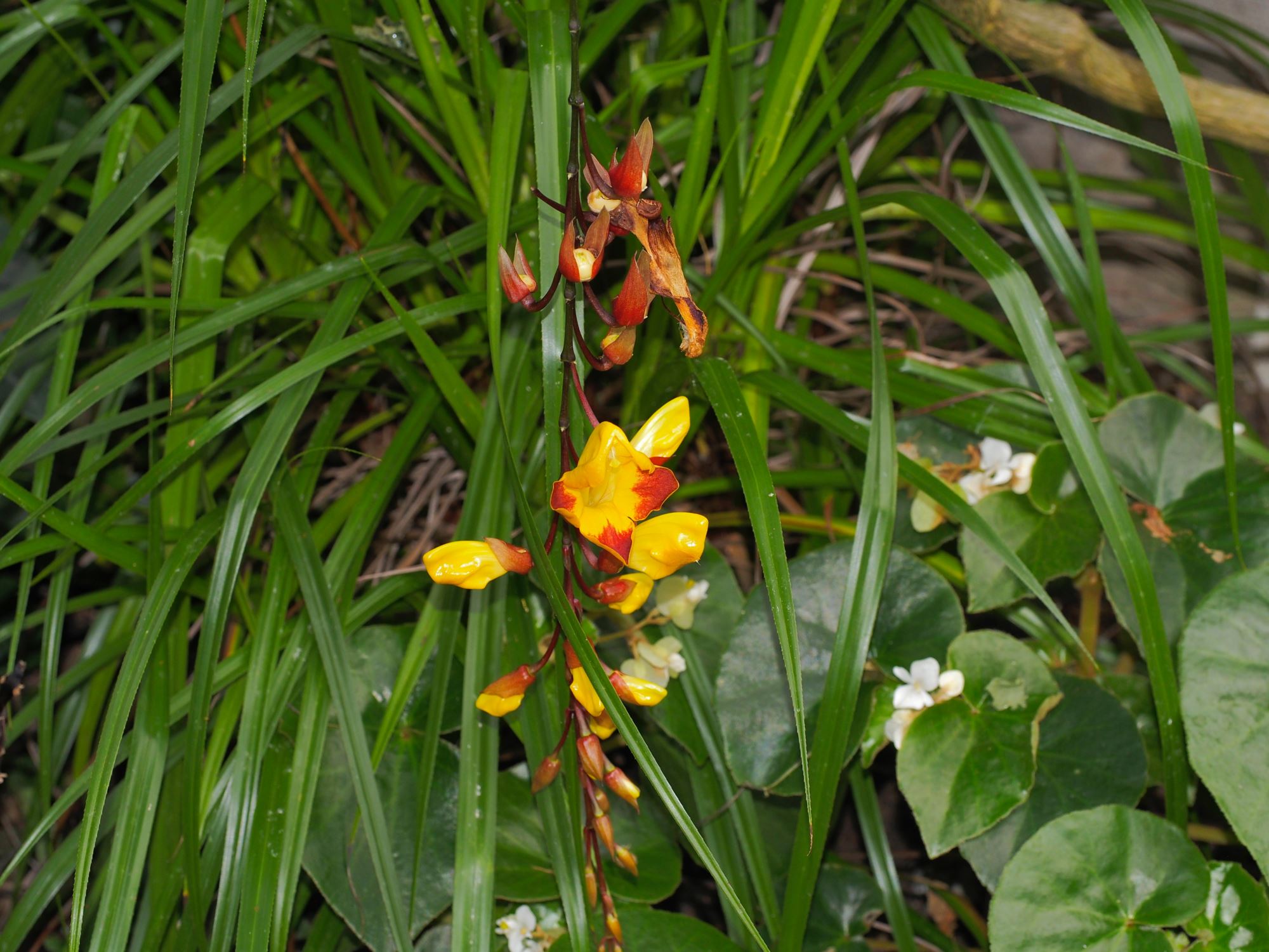 Image of Thunbergia mysorensis