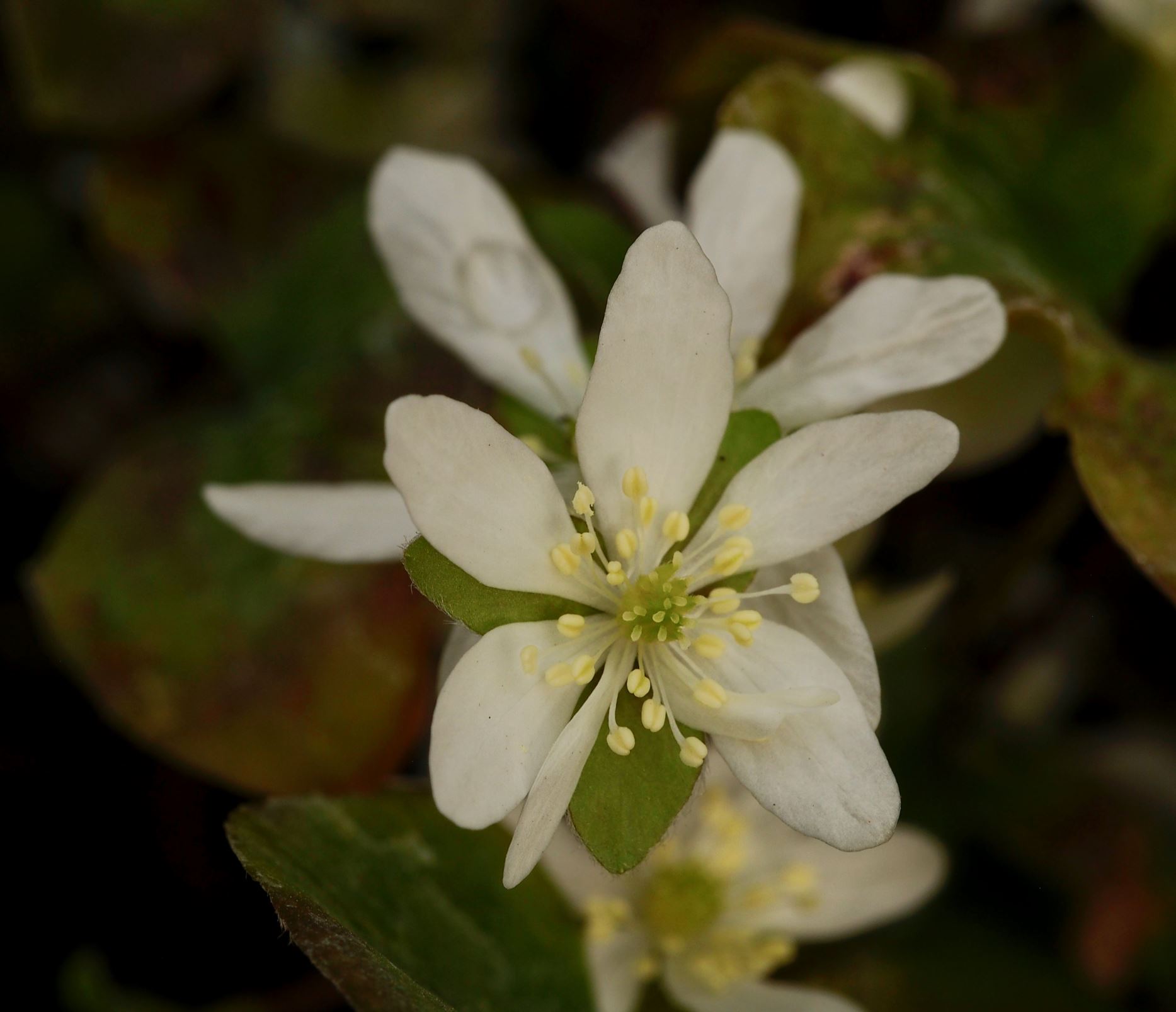 Image of Hepatica nobilis